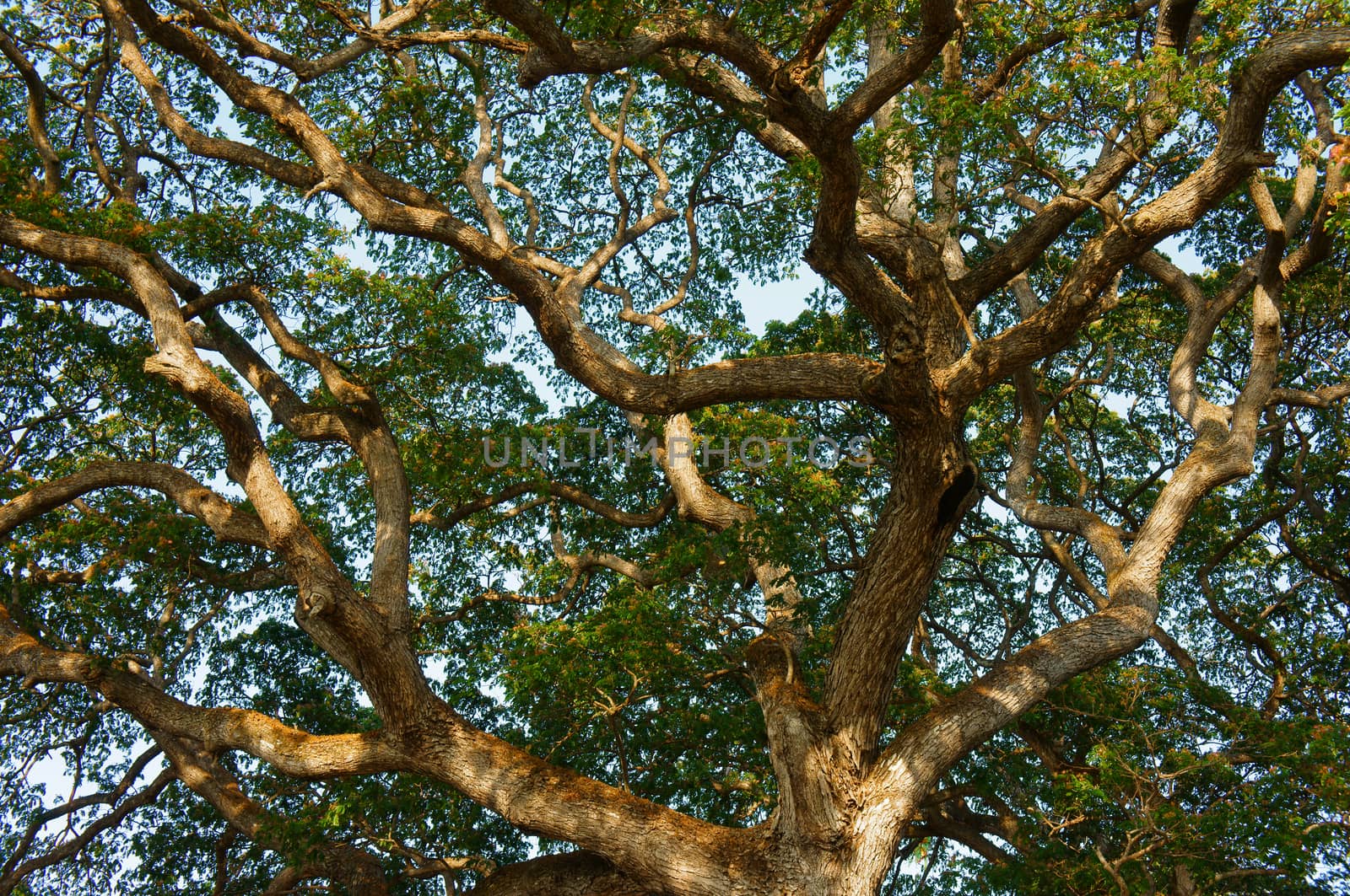 Amazing scene in park, curves of branch of tree from ancient tree, eco environment and large shade make fresh air