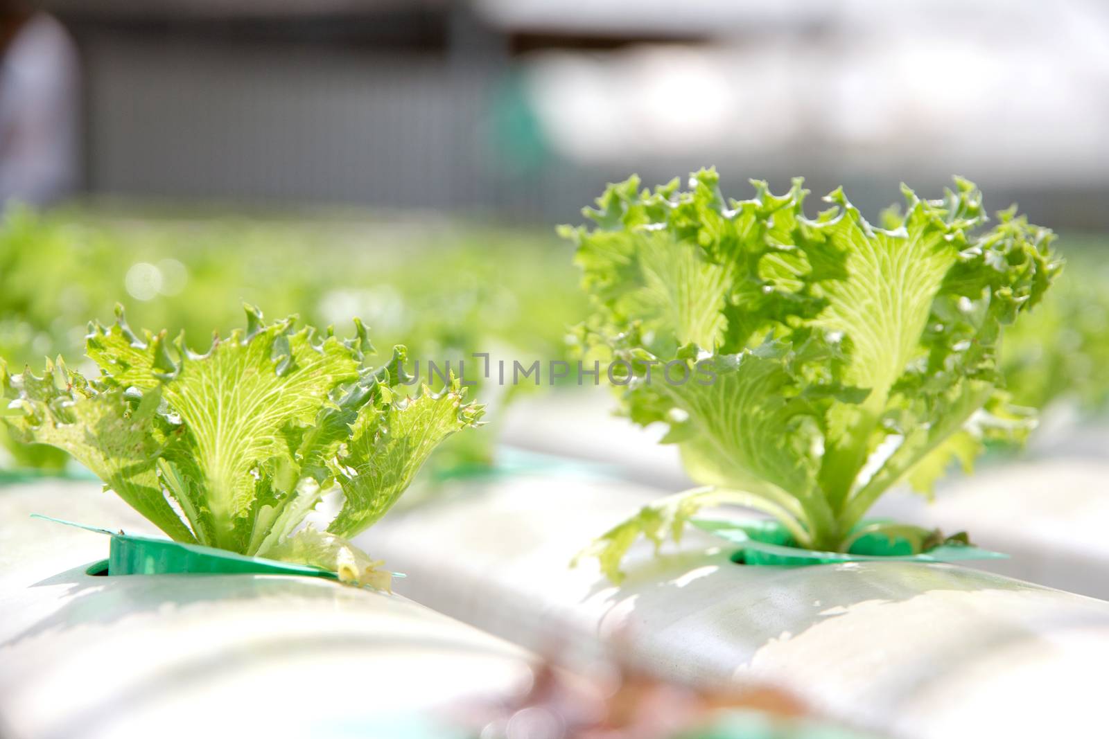 Hydroponics vegetable farm,close up of Lettuce Crop Lactuca Leaf Vegetable