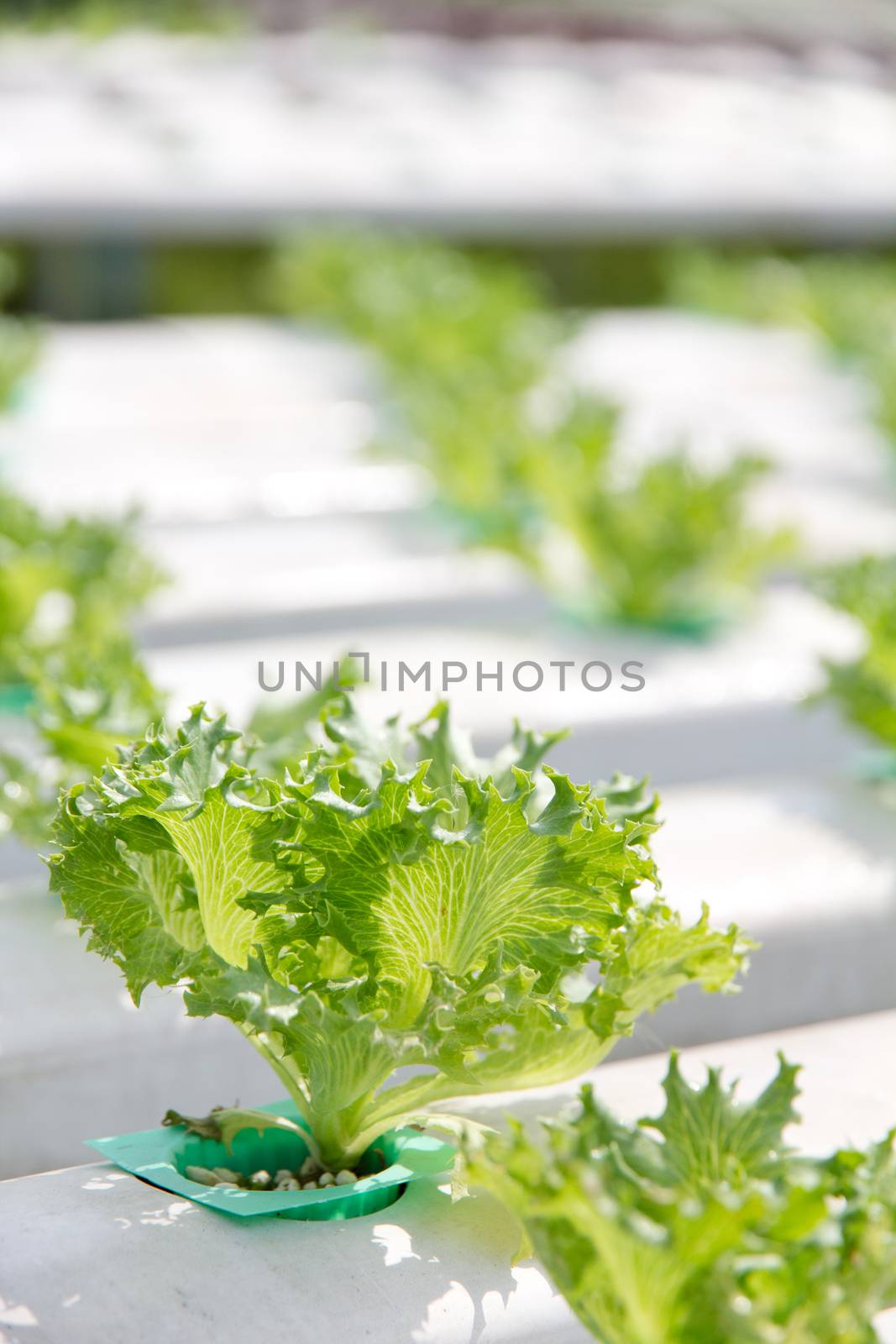 Hydroponics vegetable farm,close up of Lettuce Crop Lactuca Leaf Vegetable