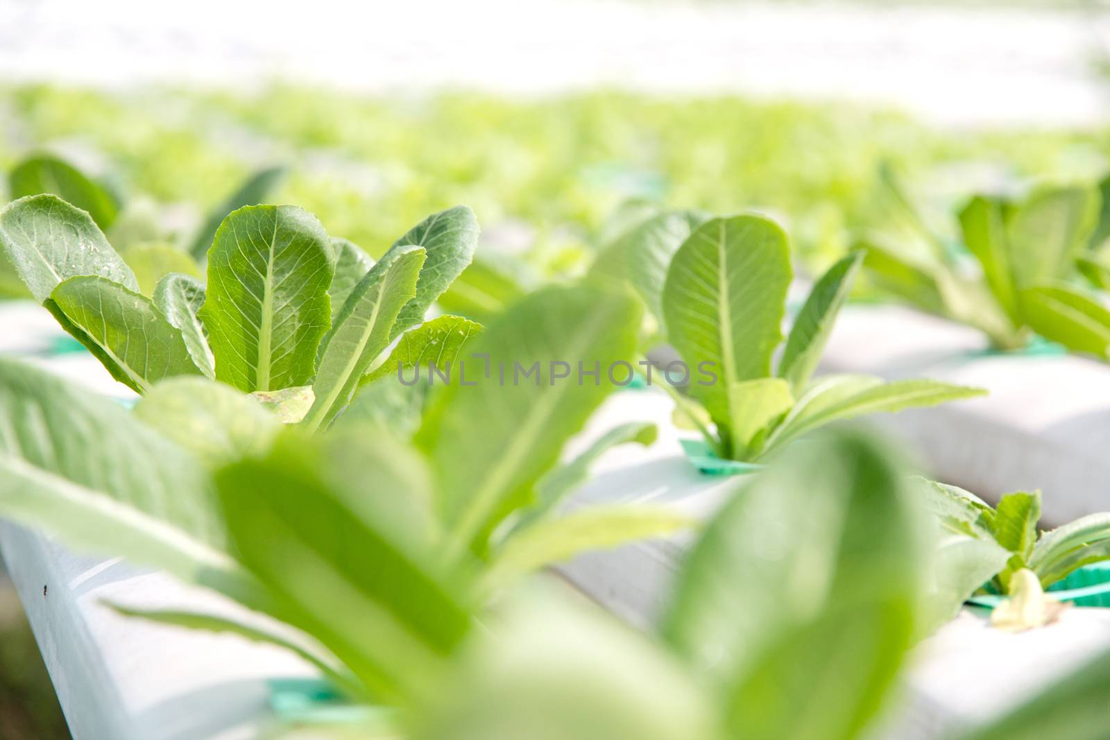Hydroponics vegetable farm,close up of Lettuce Crop Lactuca Leaf Vegetable