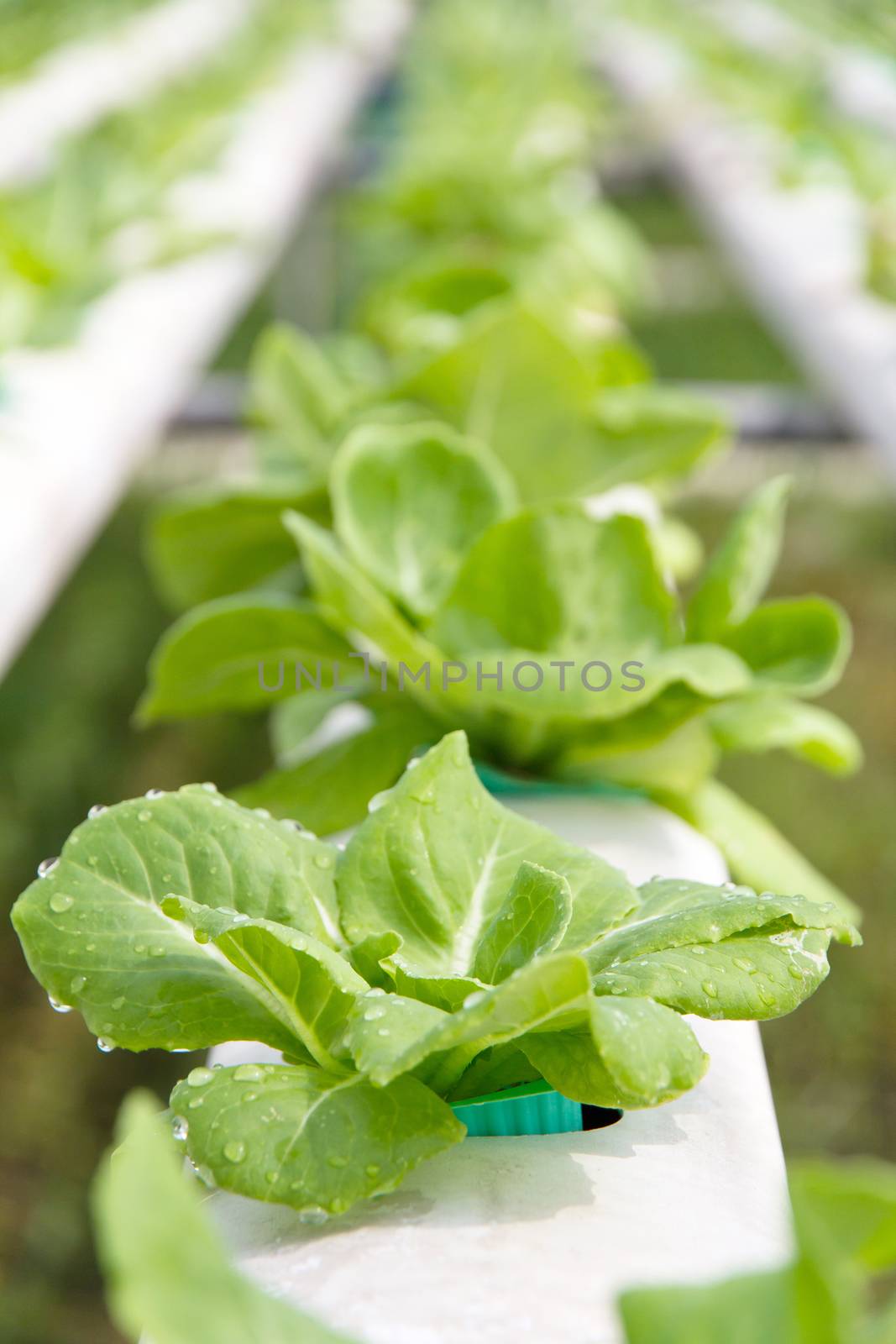 Hydroponics vegetable farm,close up of Lettuce Crop Lactuca Leaf Vegetable