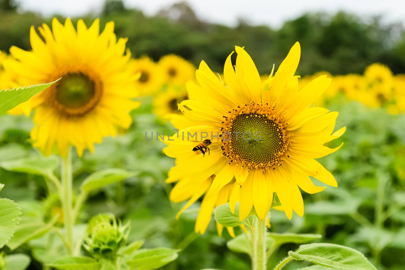 Beautiful yellow flower, sunflower in field plantation