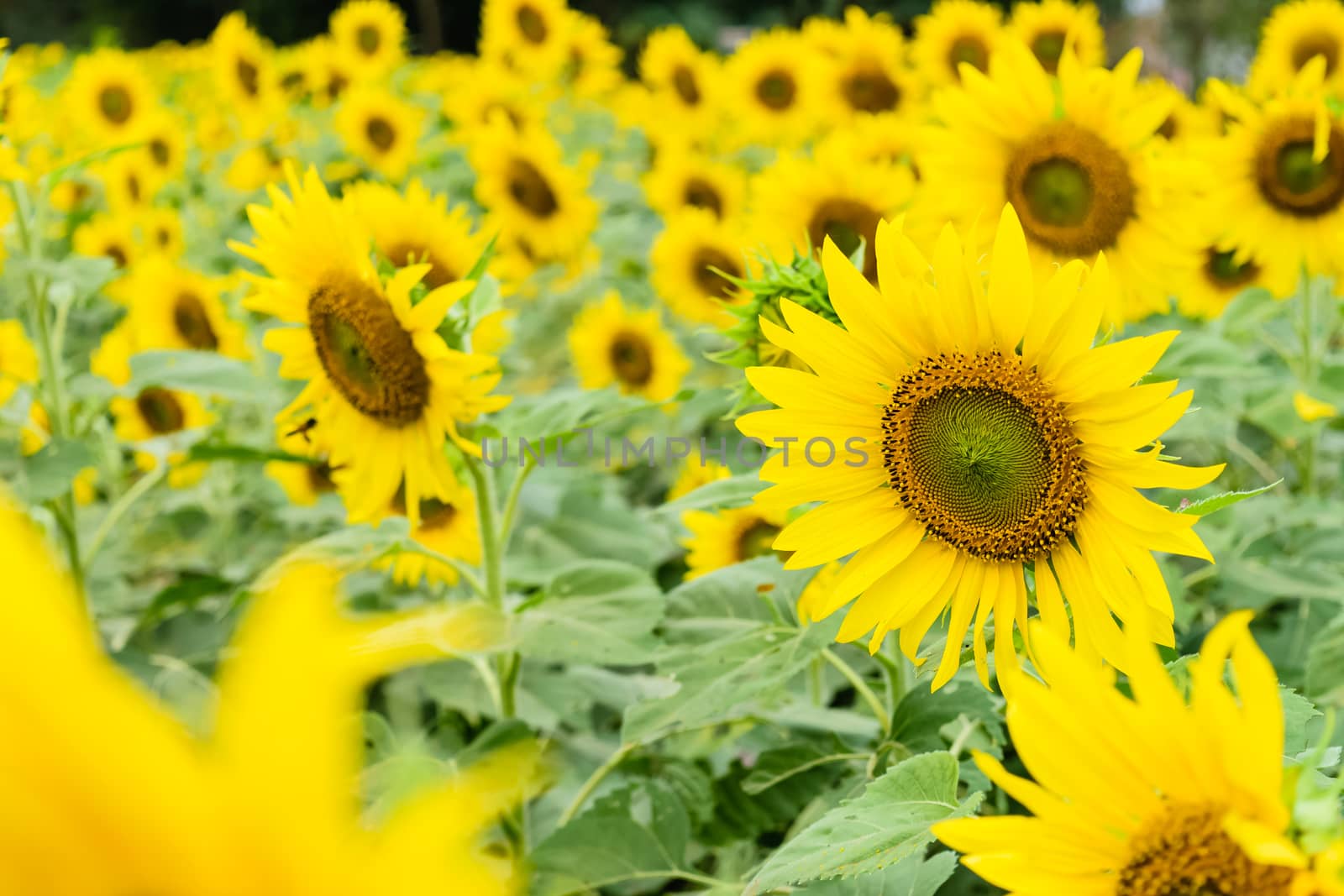 Beautiful yellow flower, sunflower in field plantation