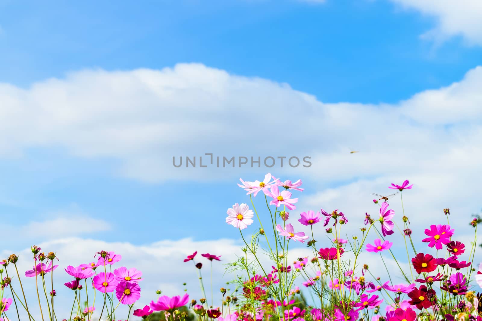 Cosmos Flowers against blue sky