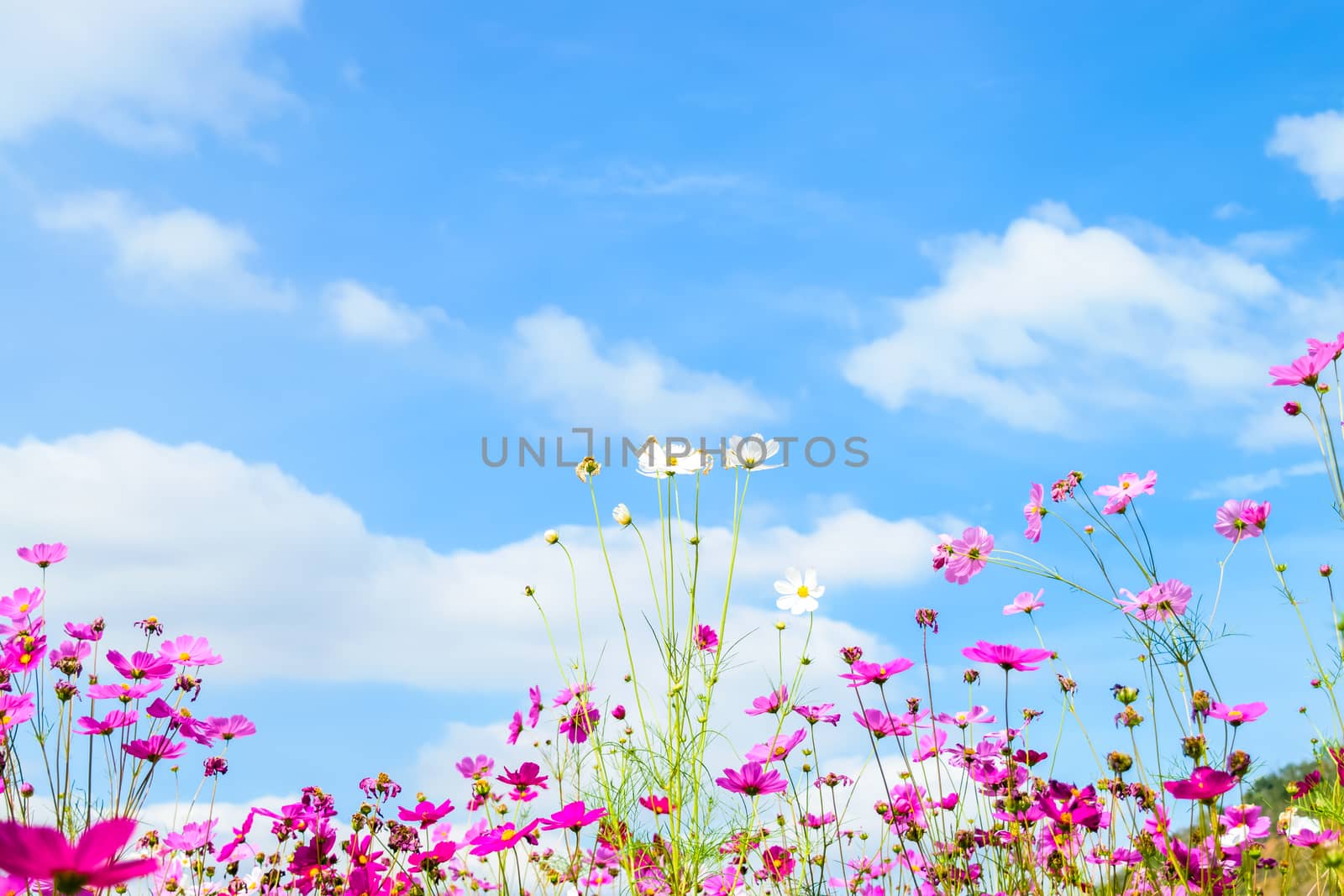 Cosmos Flowers against blue sky