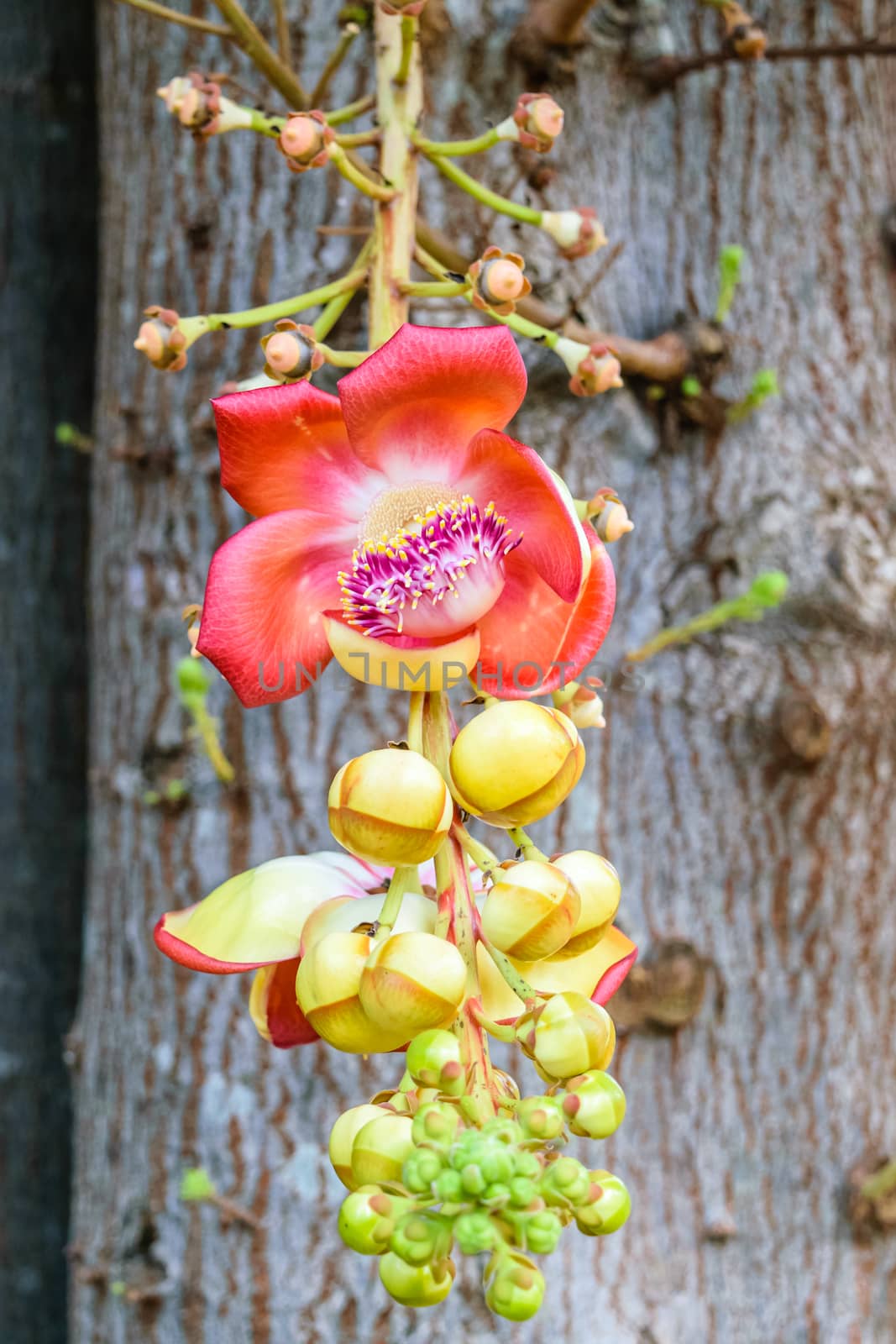 Sal flower Petal with pink and yellow stamens surrounded, The plant in Buddhism history