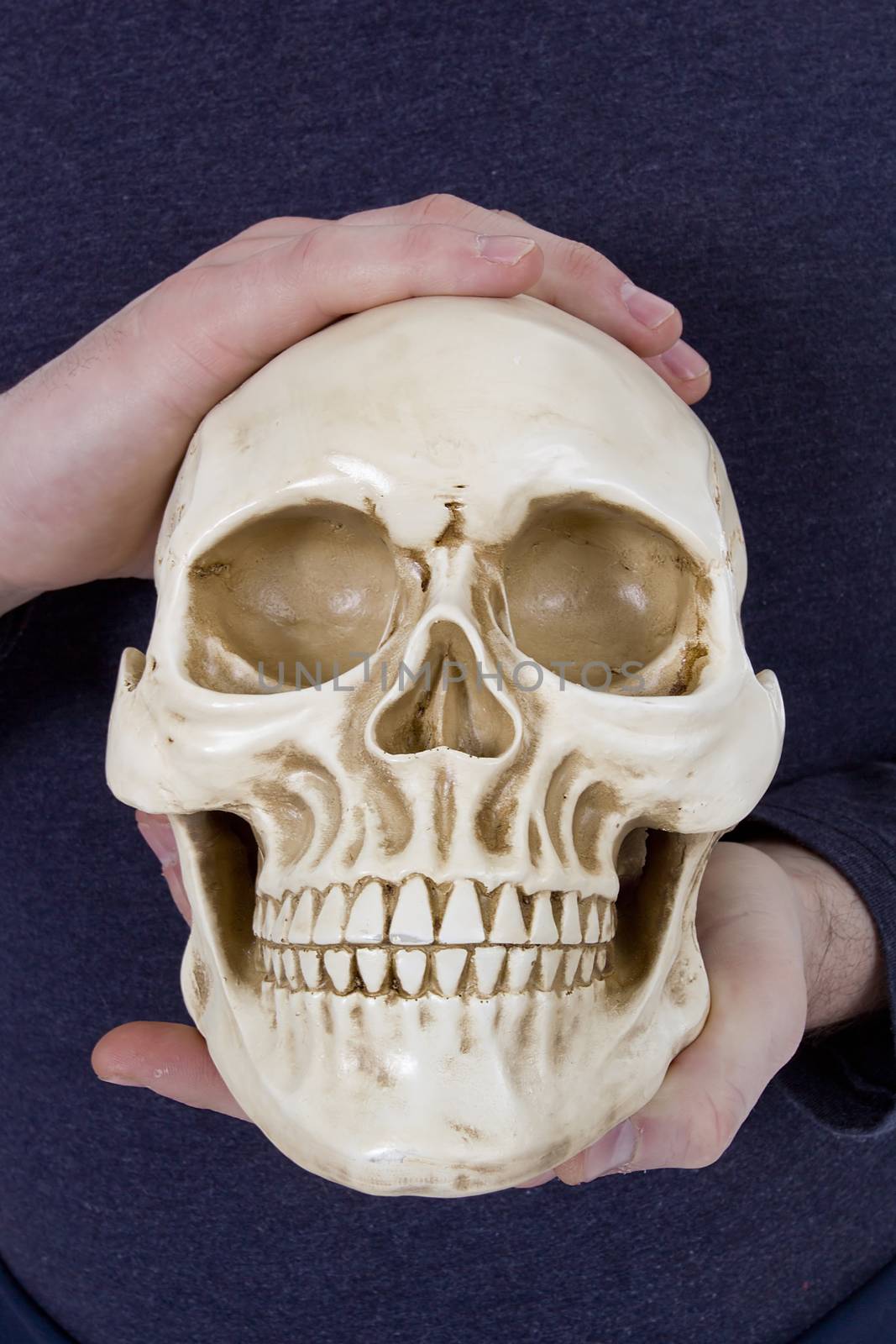 Human skull in human hands on a blue background