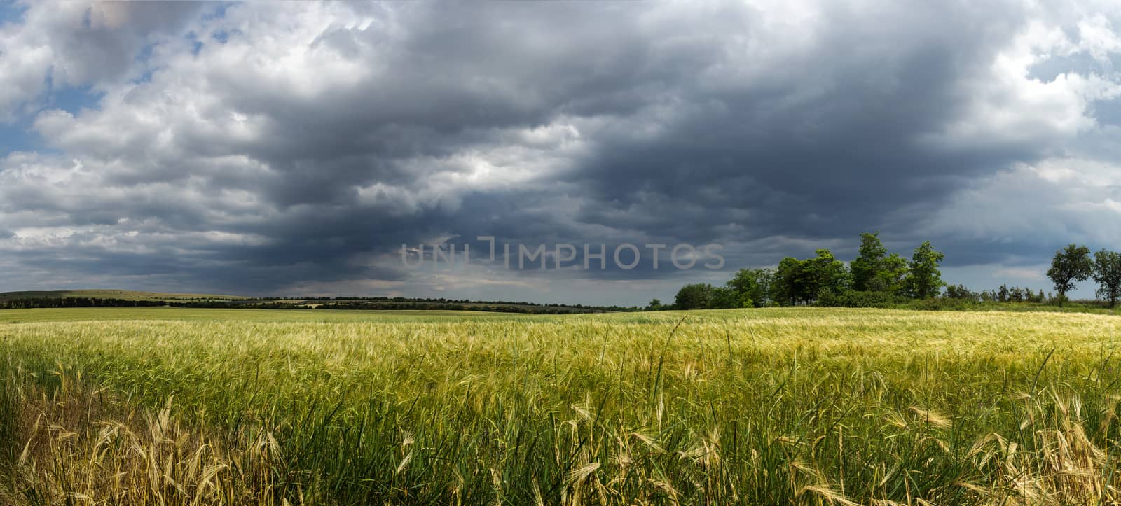 Panorama ripening wheat field by fogen