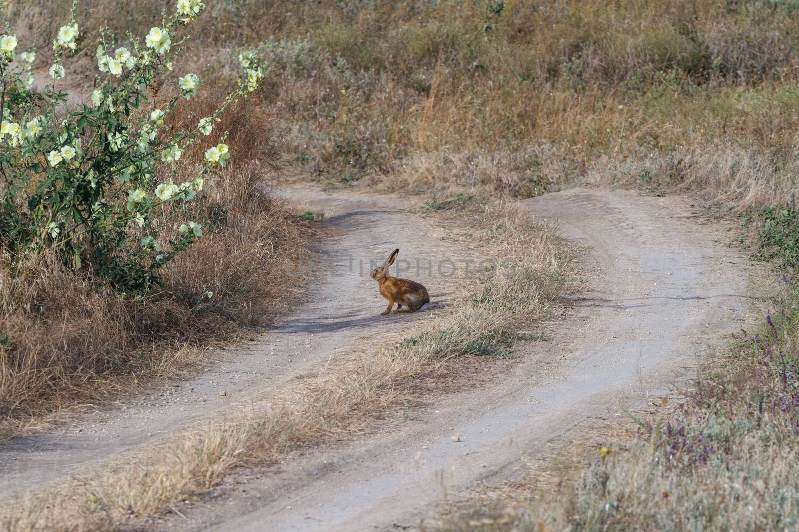 Hare on steppe road by fogen