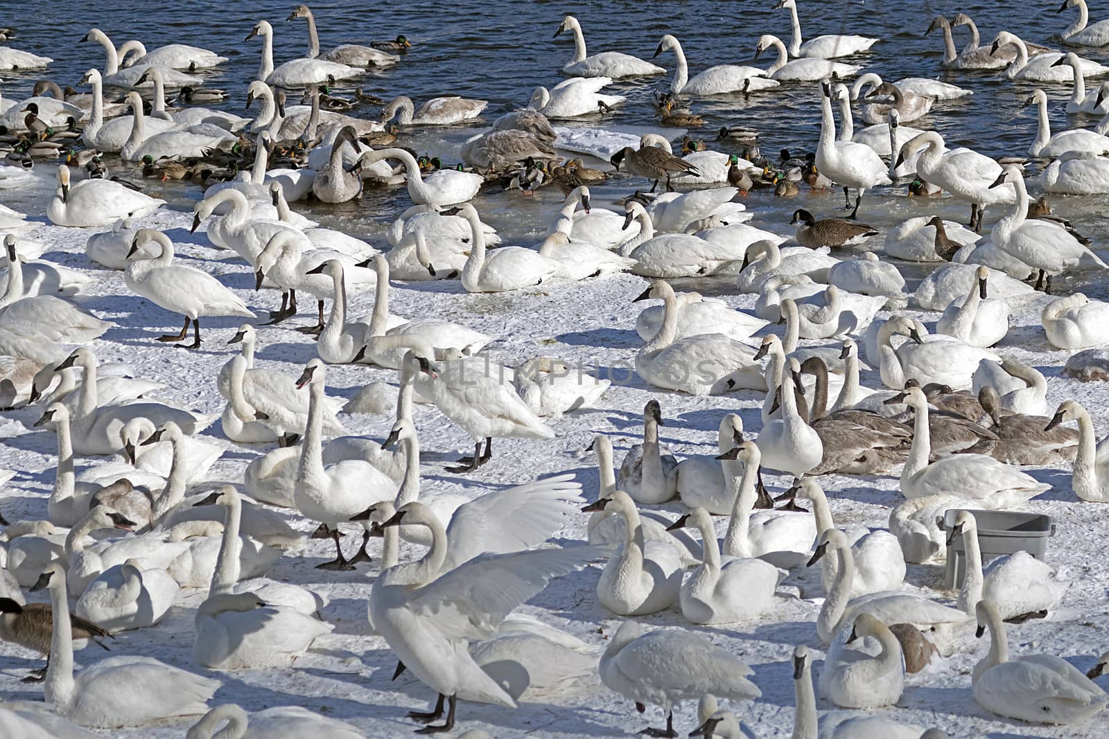 Monticello trumpeter swans gathered near the river.