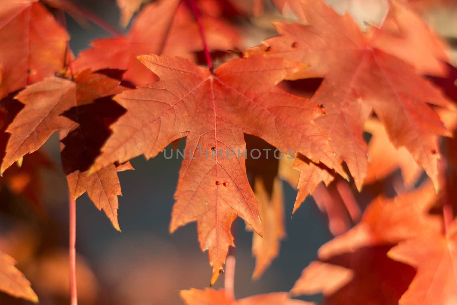 Red maple leaves photographed in Maple Grove, Minnesota.