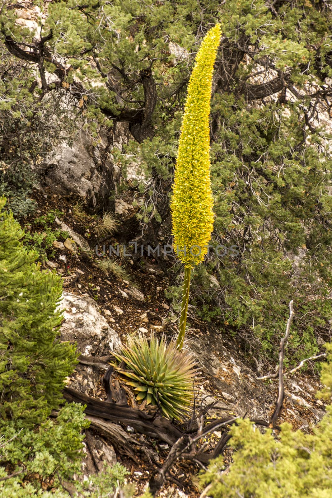 A yucca plant on the side of the Grand Canyon.