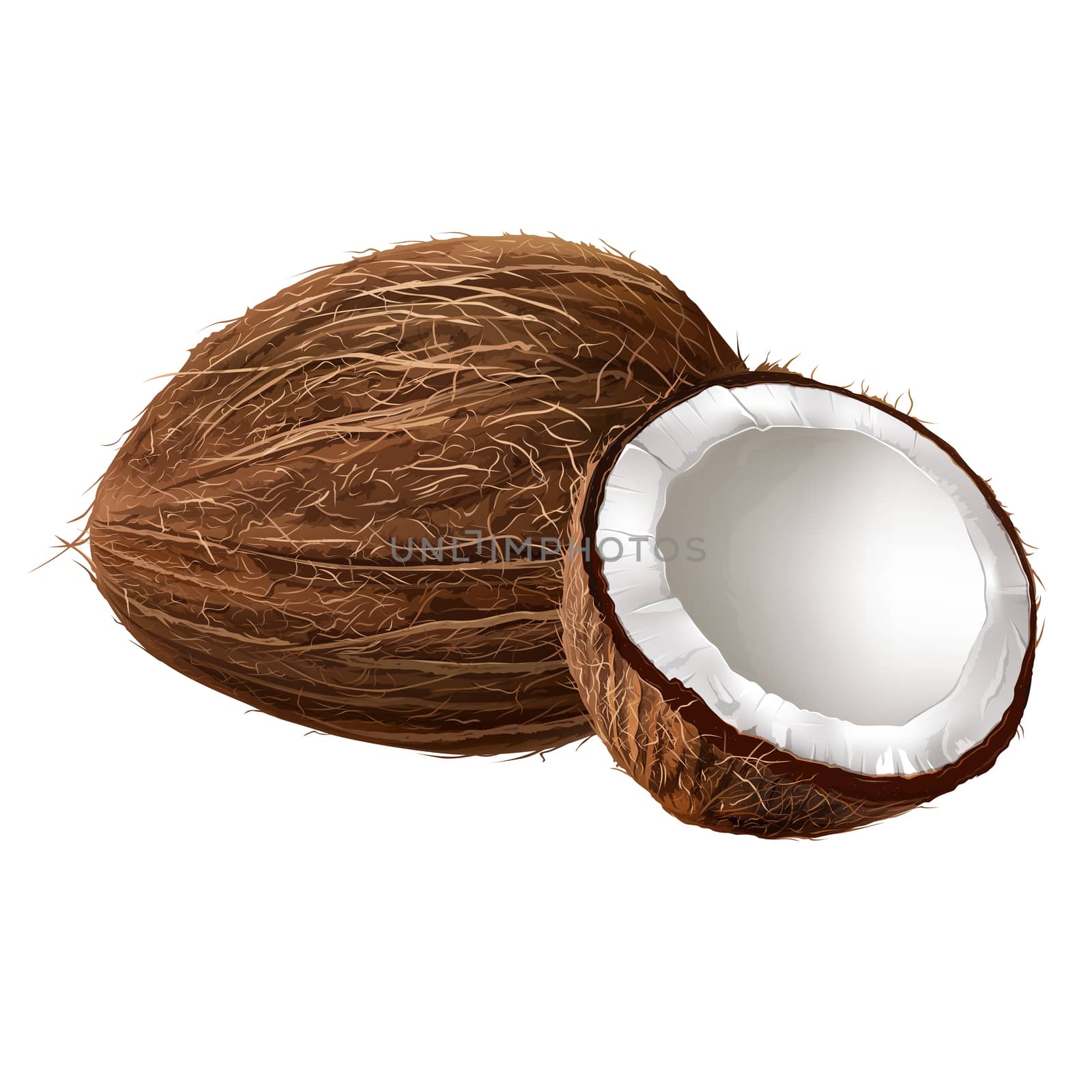 Coconut on white background by ConceptCafe