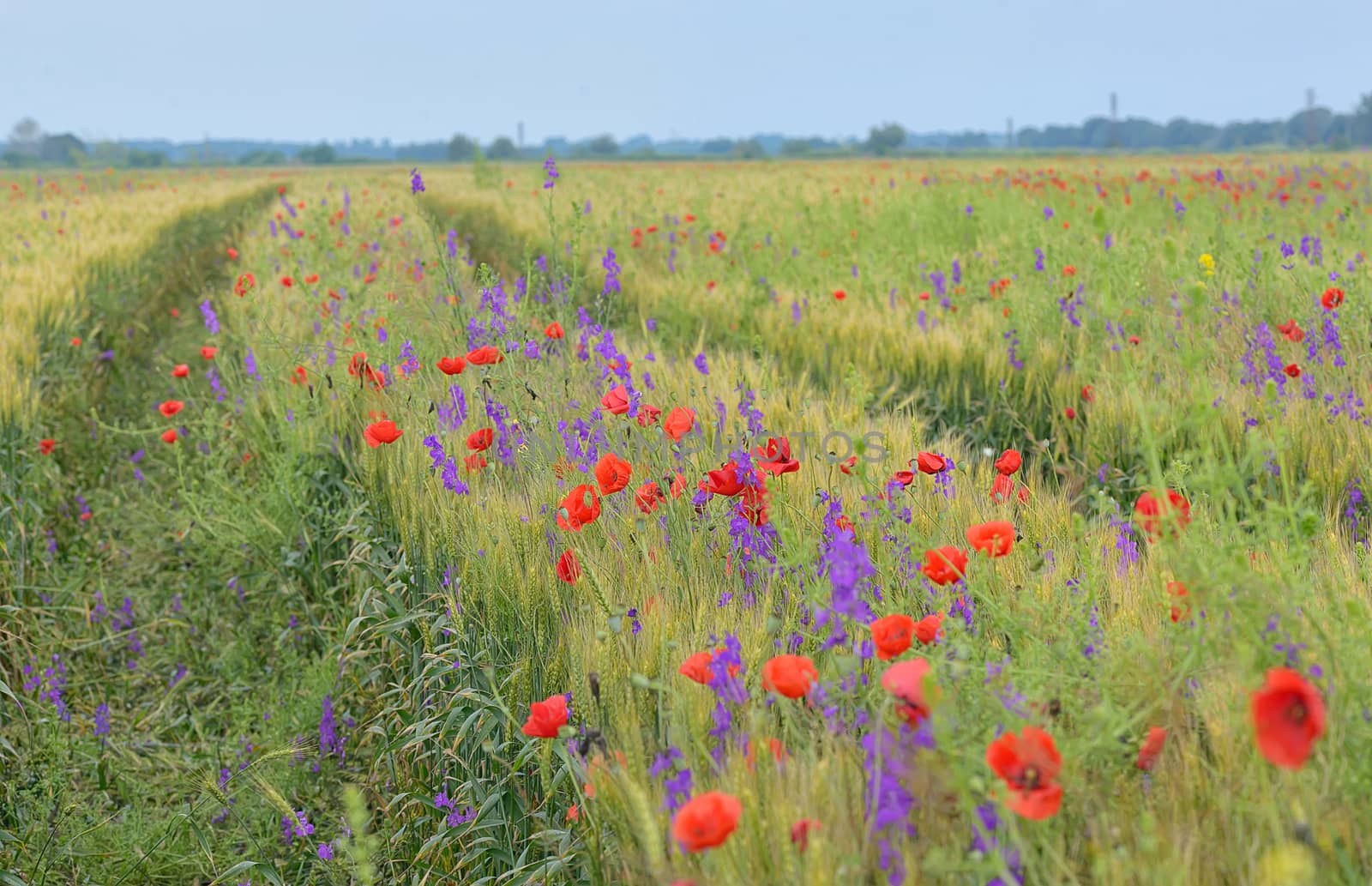 Poppy field in summer by jordachelr