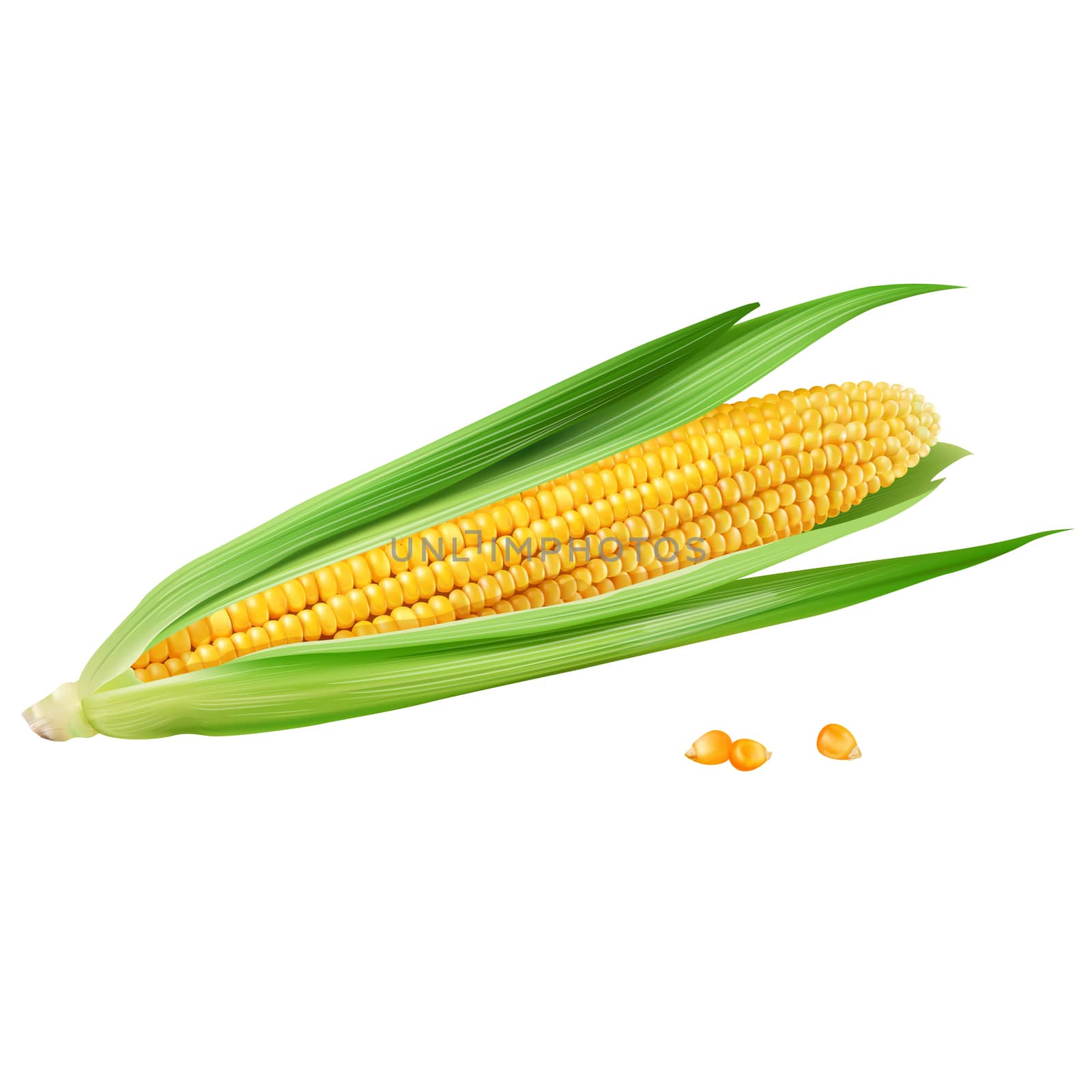 Corn on white background by ConceptCafe