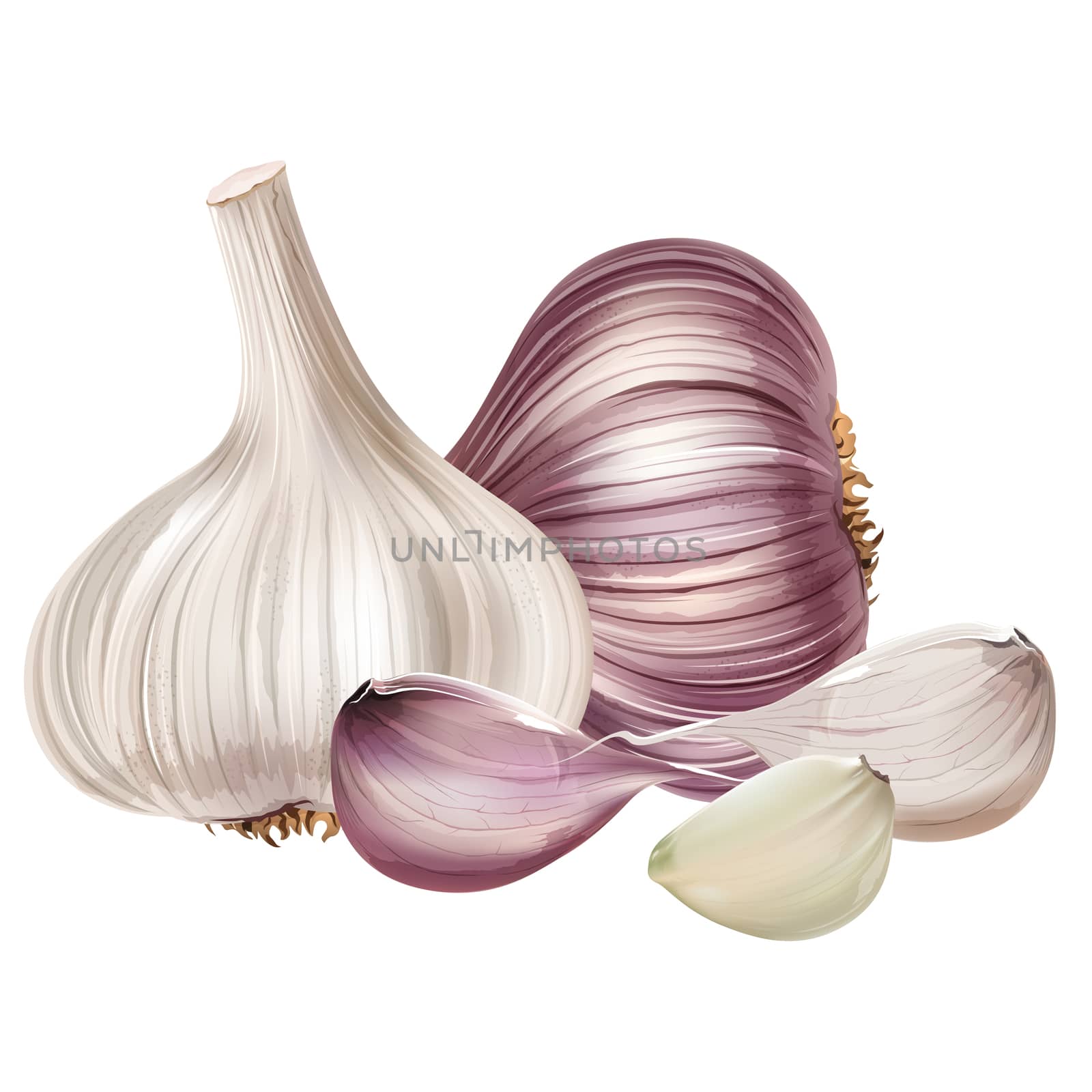 Garlic isolated realistic illustration on white background.