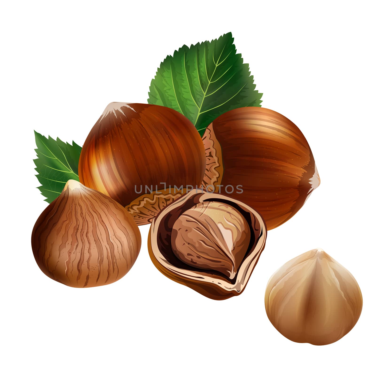 Hazelnuts on white background by ConceptCafe