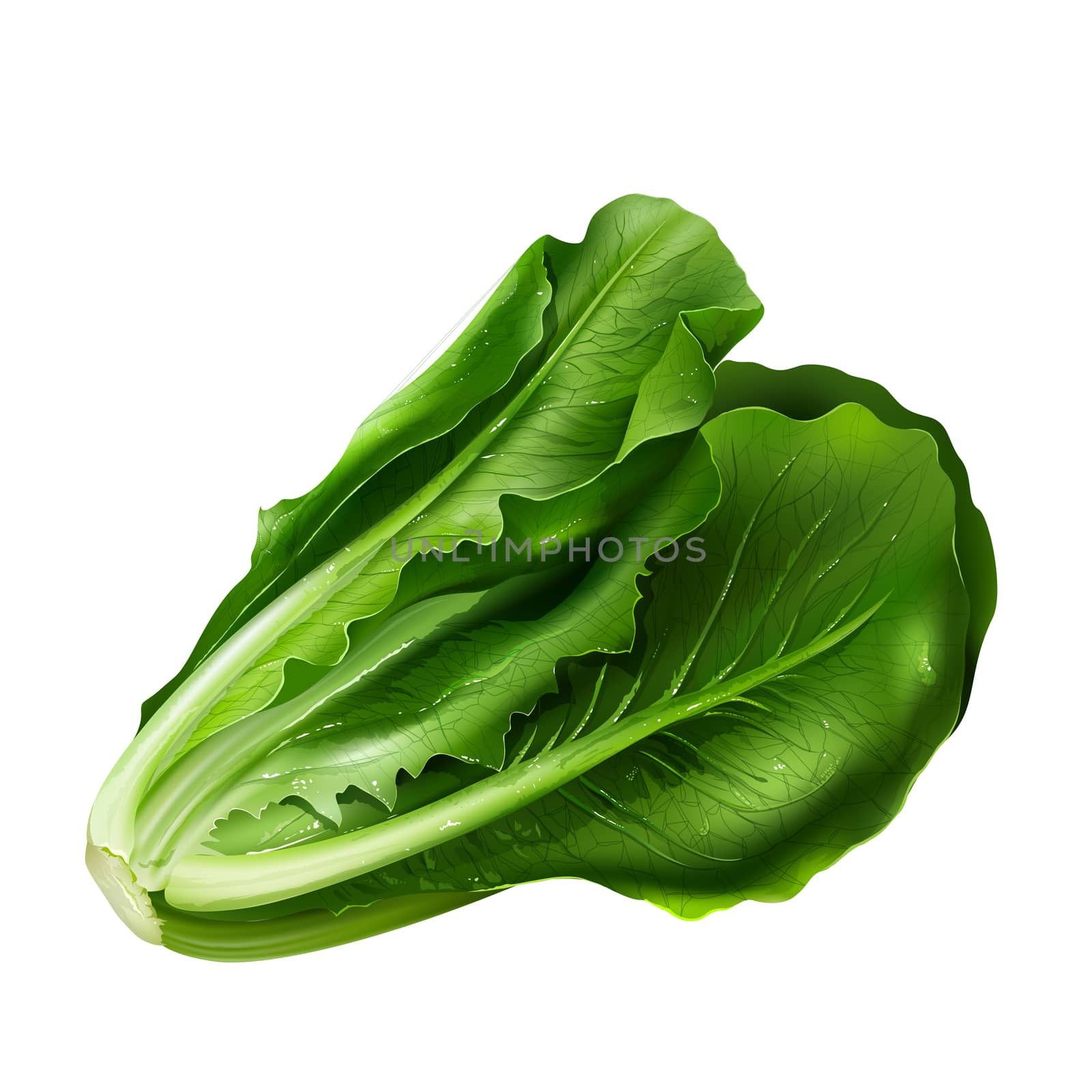Lettuce isolated realistic illustration on white background.