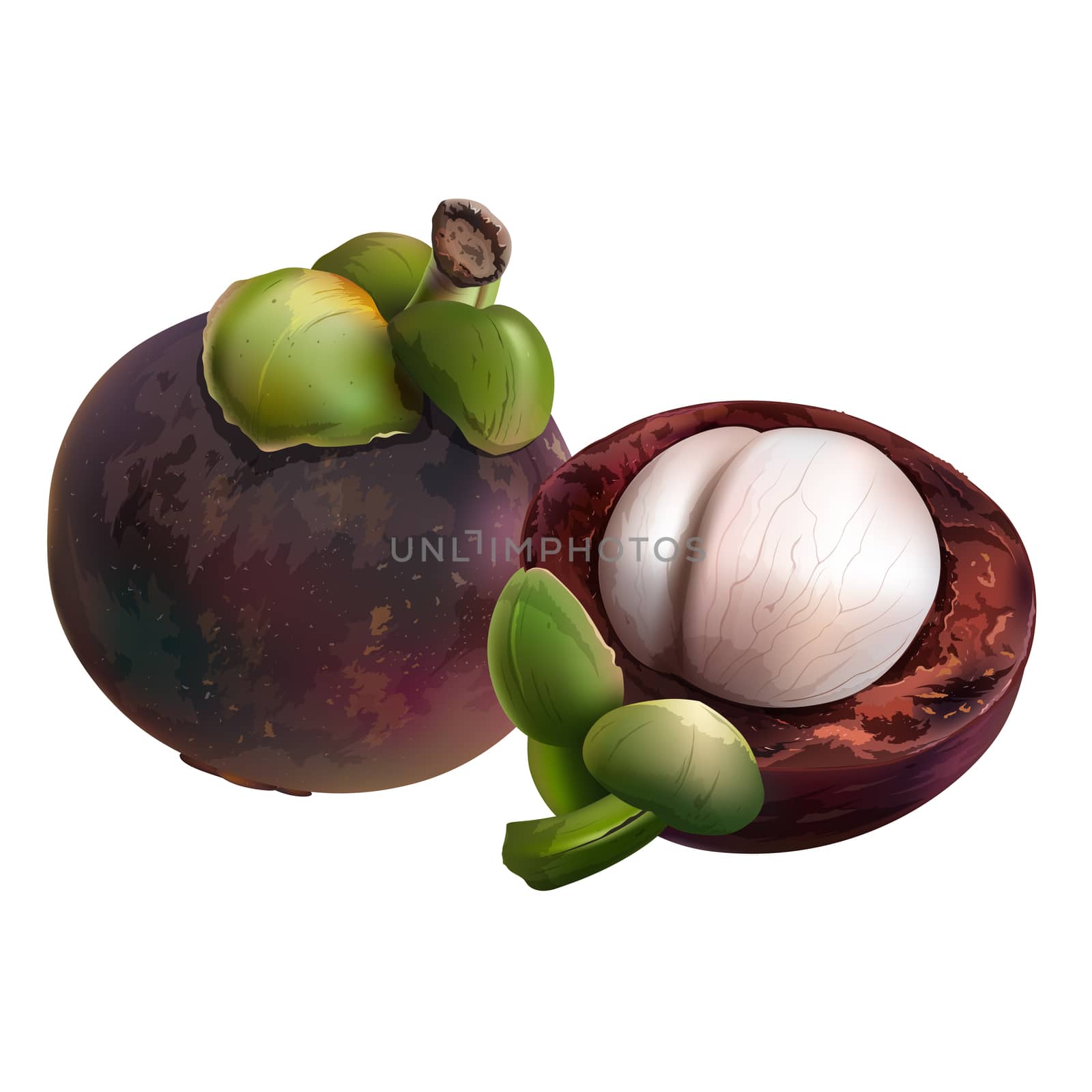 Mangosteen on white background by ConceptCafe