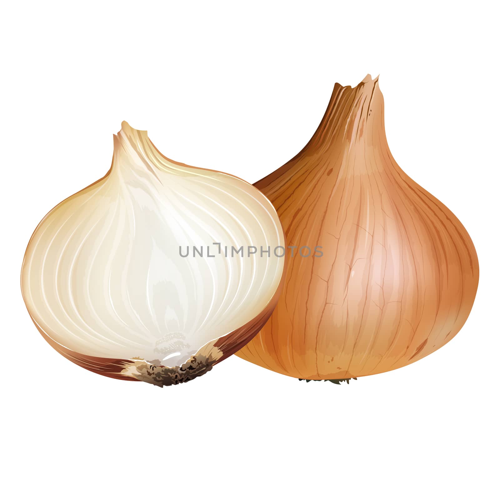 Onion on white background by ConceptCafe