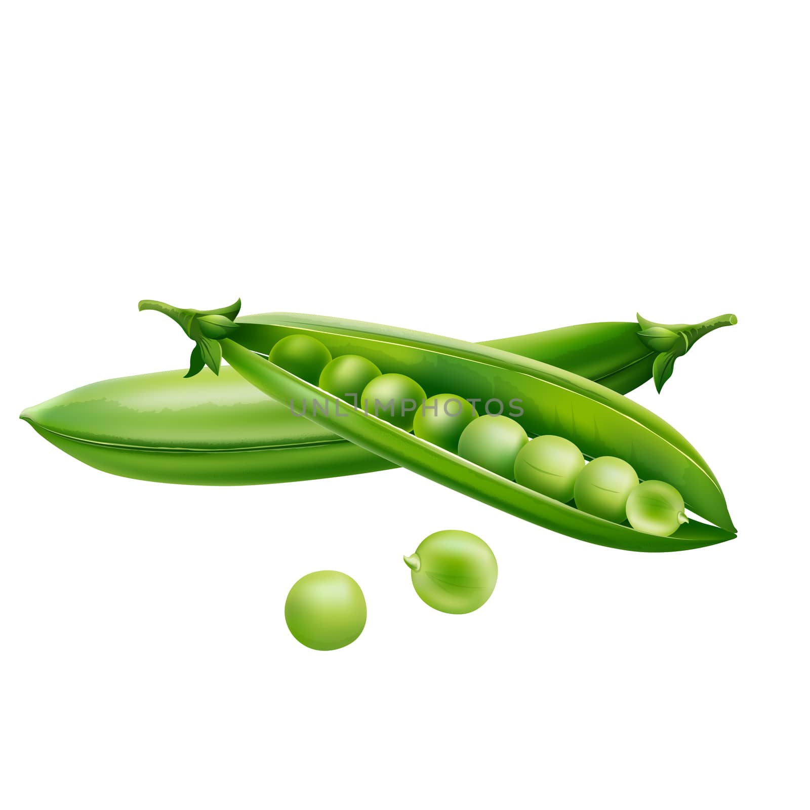 Green peas isolated illustration on white background.