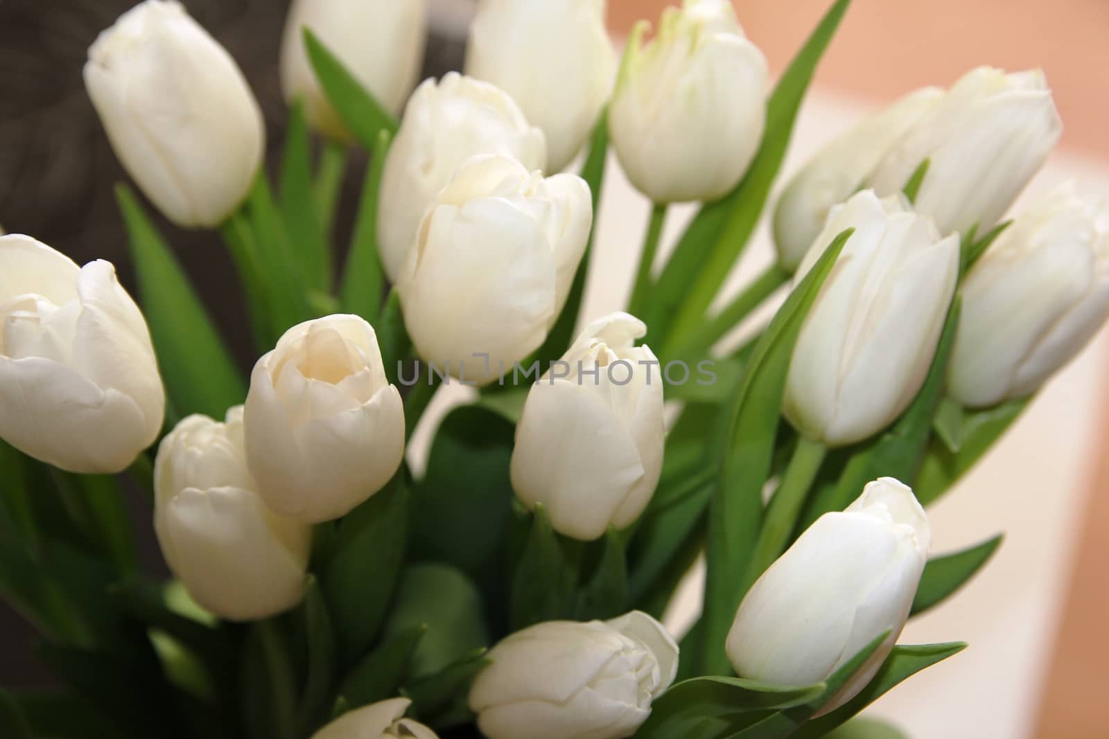 A large bouquet of white tulips with green leaves