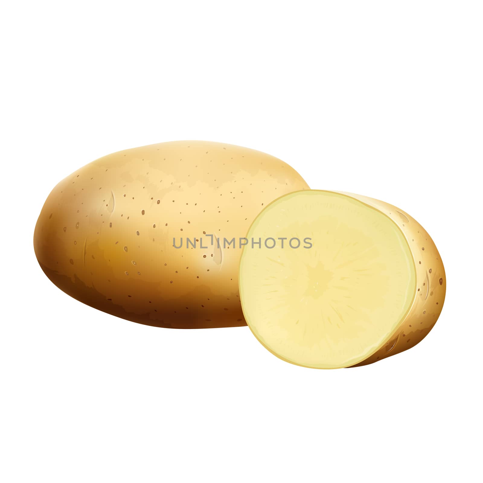 Potatoes isolated realistic illustration on white background.