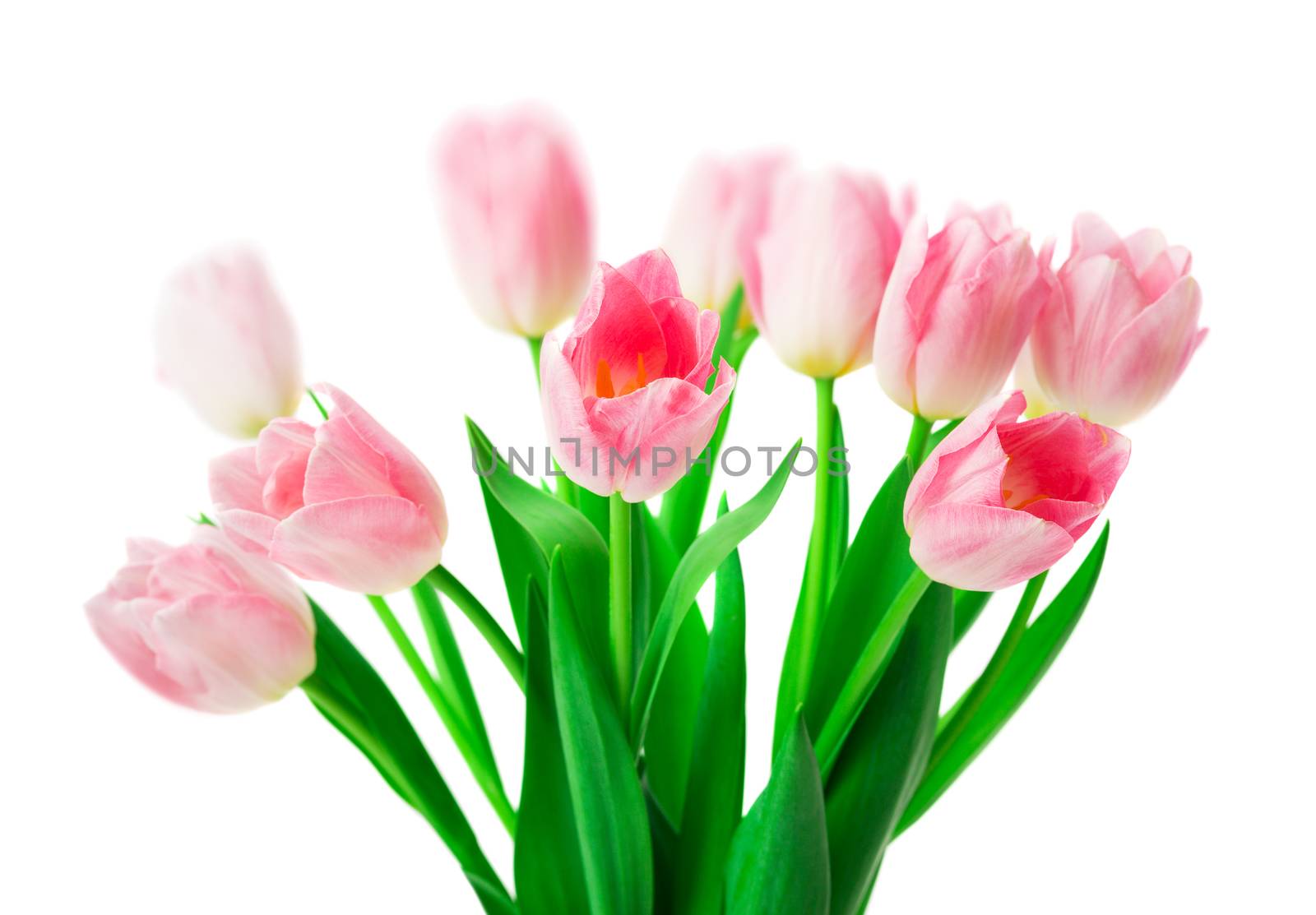 Beautiful Pink tulips flowers in vase isolated on white background. 8 march, Mother's Day concept. Small DOF.