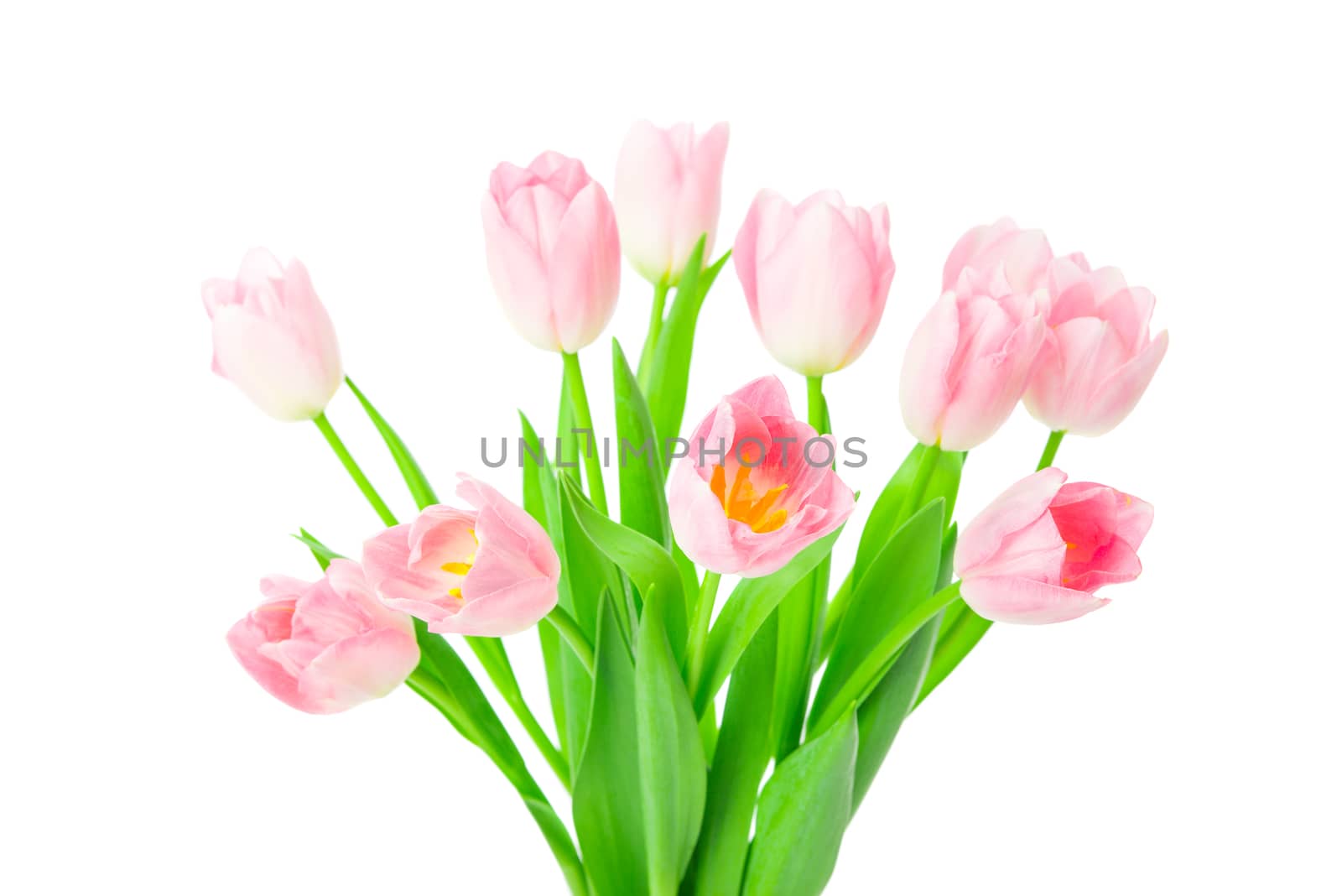 Beautiful Pink tulips flowers in vase isolated on white background. 8 march, Mother's Day concept. Small DOF.