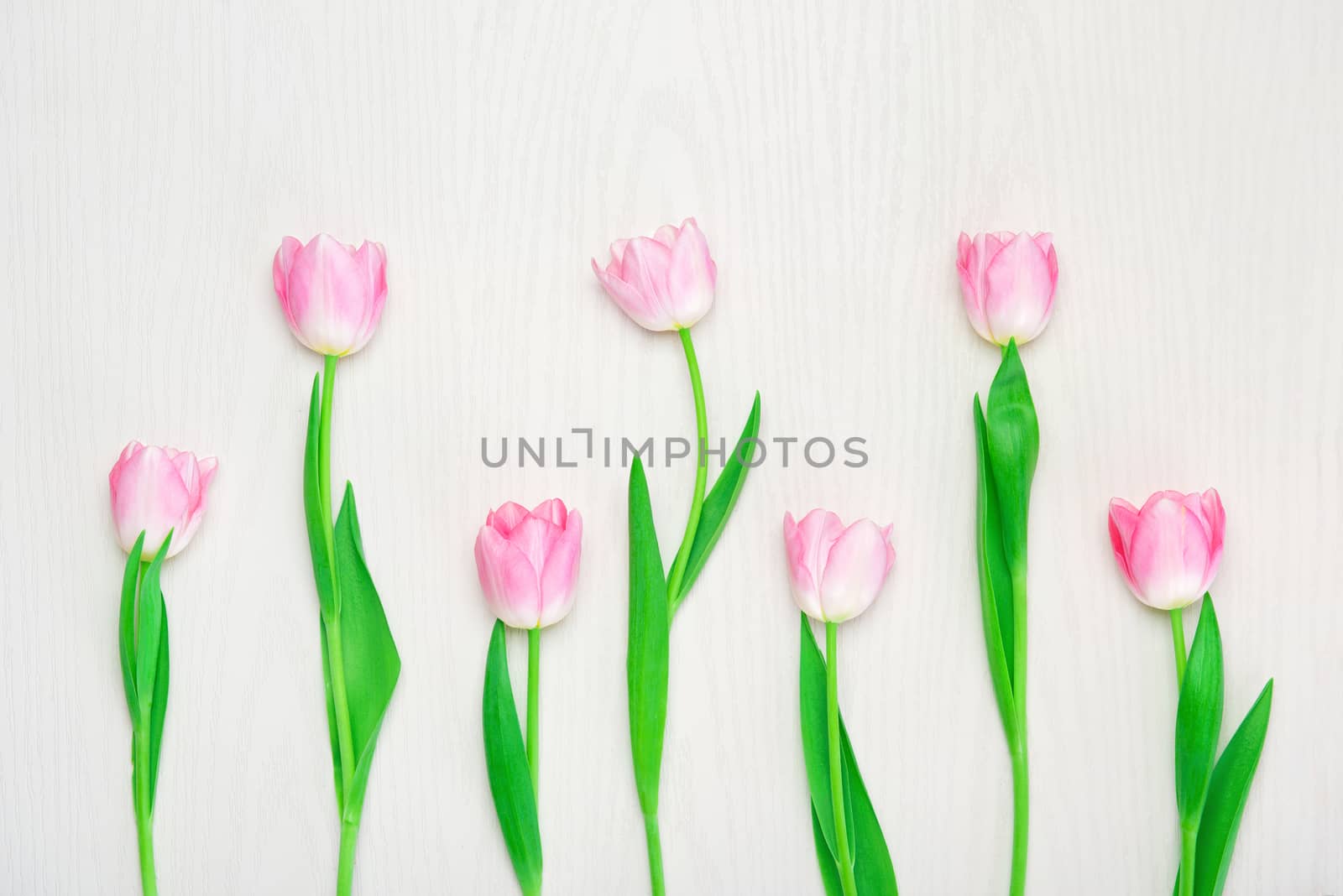 Beautiful Pink tulips flowers on white background. 8 march, Mother's Day concept. Small DOF. Flat lay