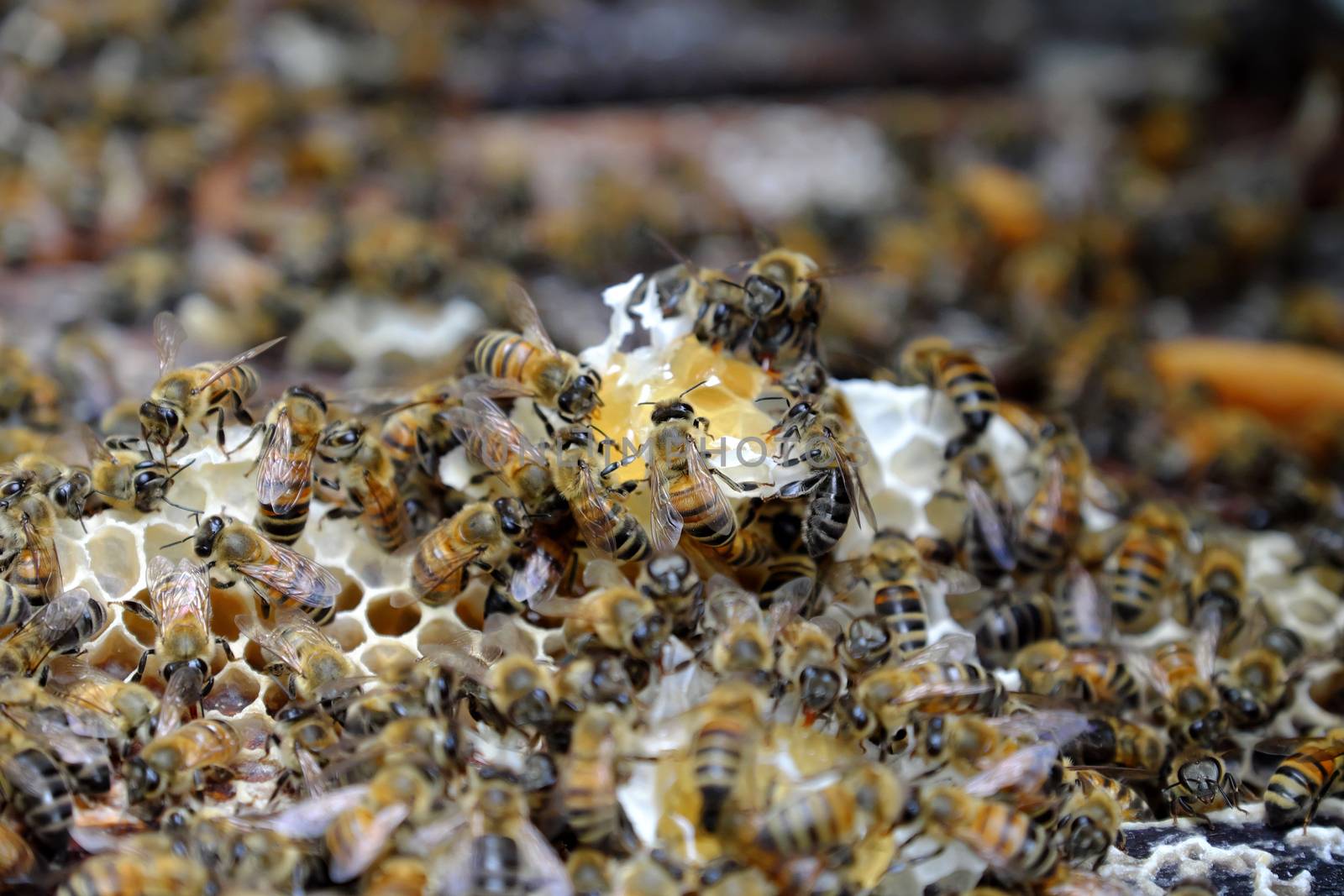 honeycomb with bee hive, Viet Nam apiculture by xuanhuongho