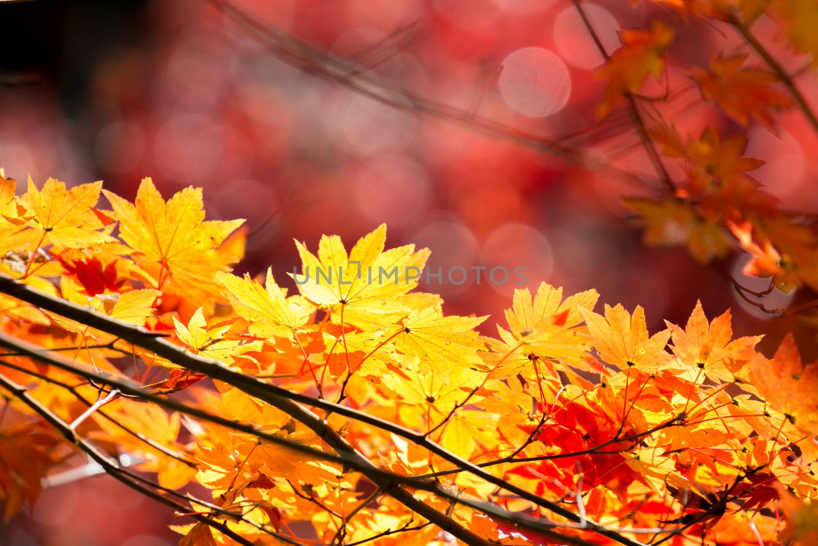 Red leave of maple tree for autumn  fall background