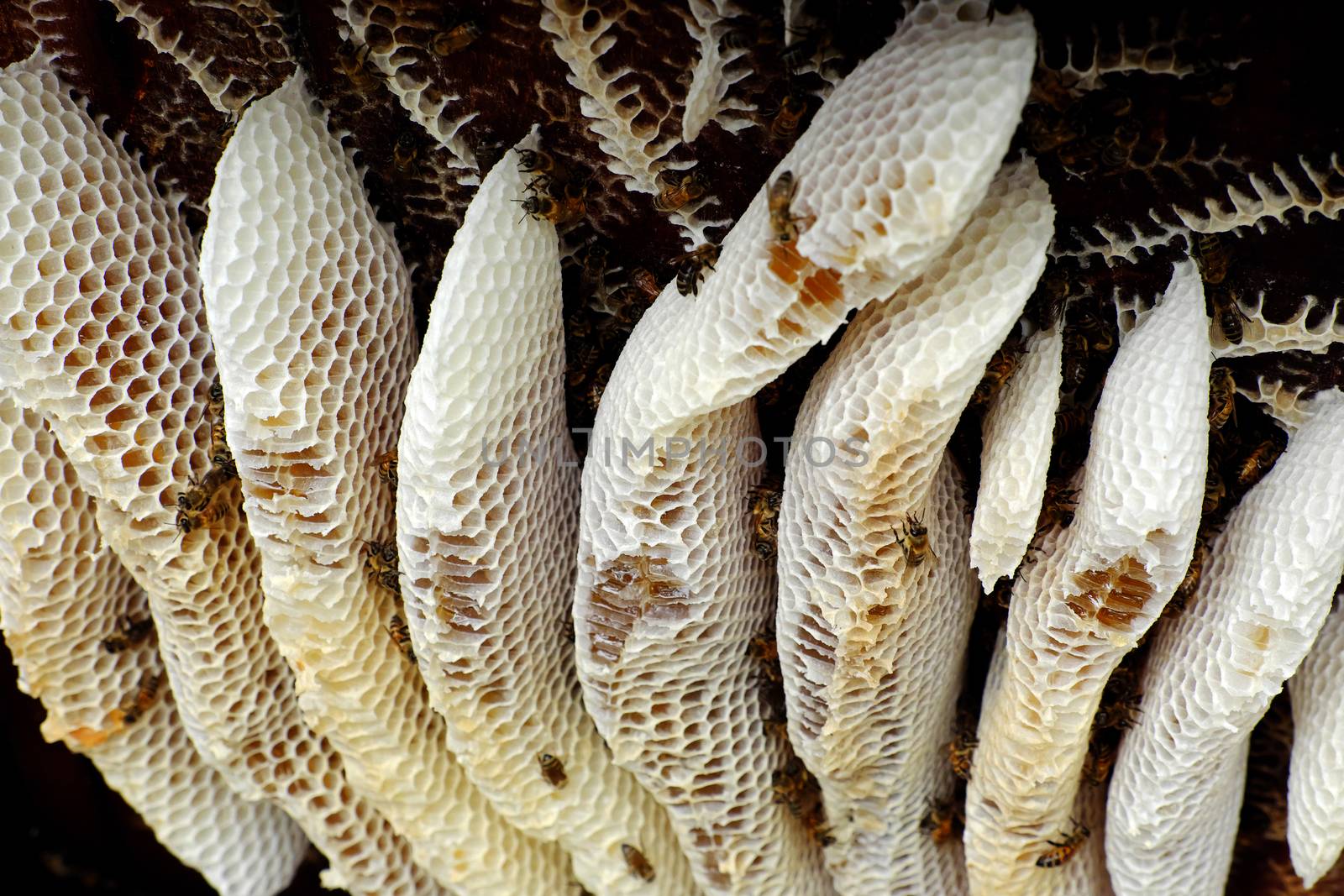 Group of honeycomb in the box with honey, bee and beeswax at Binh Phuoc, Viet Nam, apiculture is popular in Vietnam, many beekeeper go everywhere with his bee hive to product honey and wax