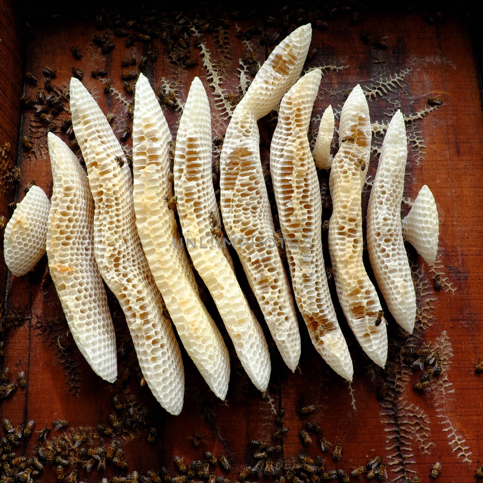 honeycomb with bee hive, Viet Nam apiculture by xuanhuongho
