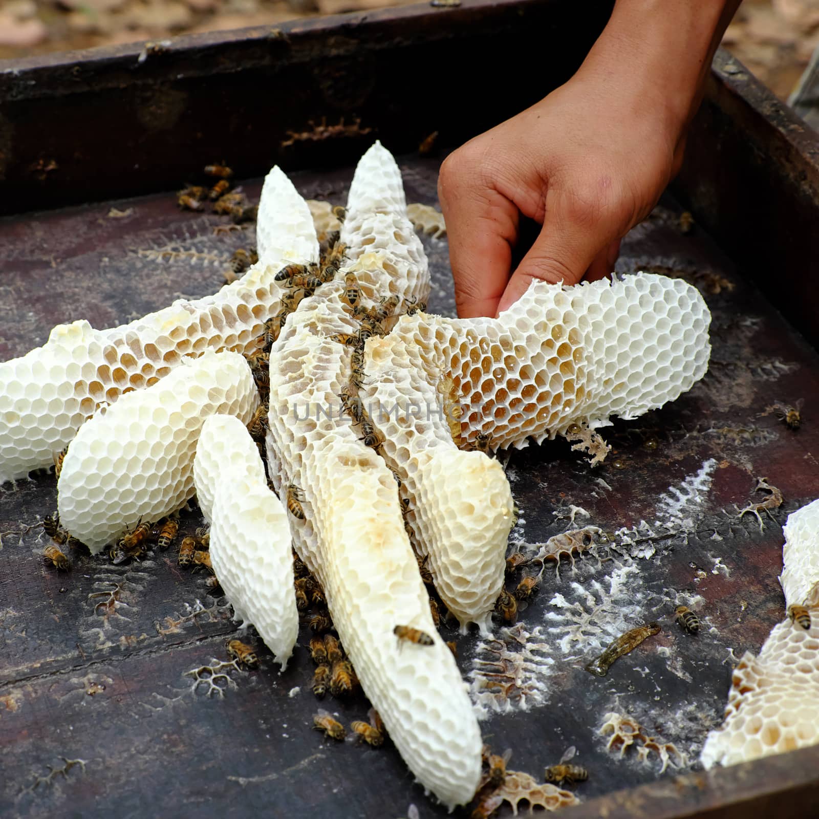 Group of honeycomb in the box with honey, bee and beeswax at Binh Phuoc, Viet Nam, apiculture is popular in Vietnam, many beekeeper go everywhere with his bee hive to product honey and wax