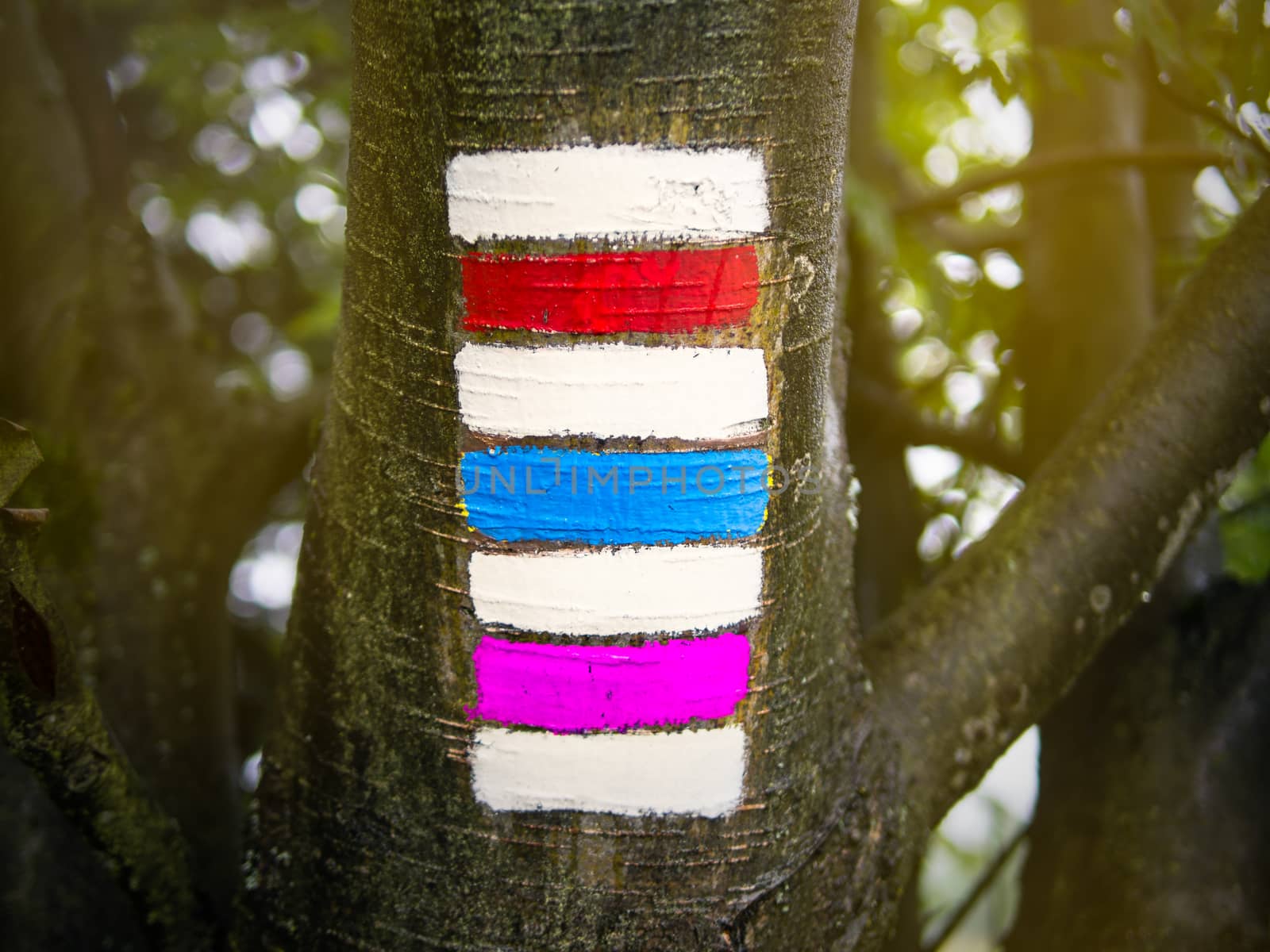 Triple hiking sign on the tree trunk, red, blue and purple with blurred bokeh background, unusual Czech tourism symbol, summer walking vacation, copy space on sides