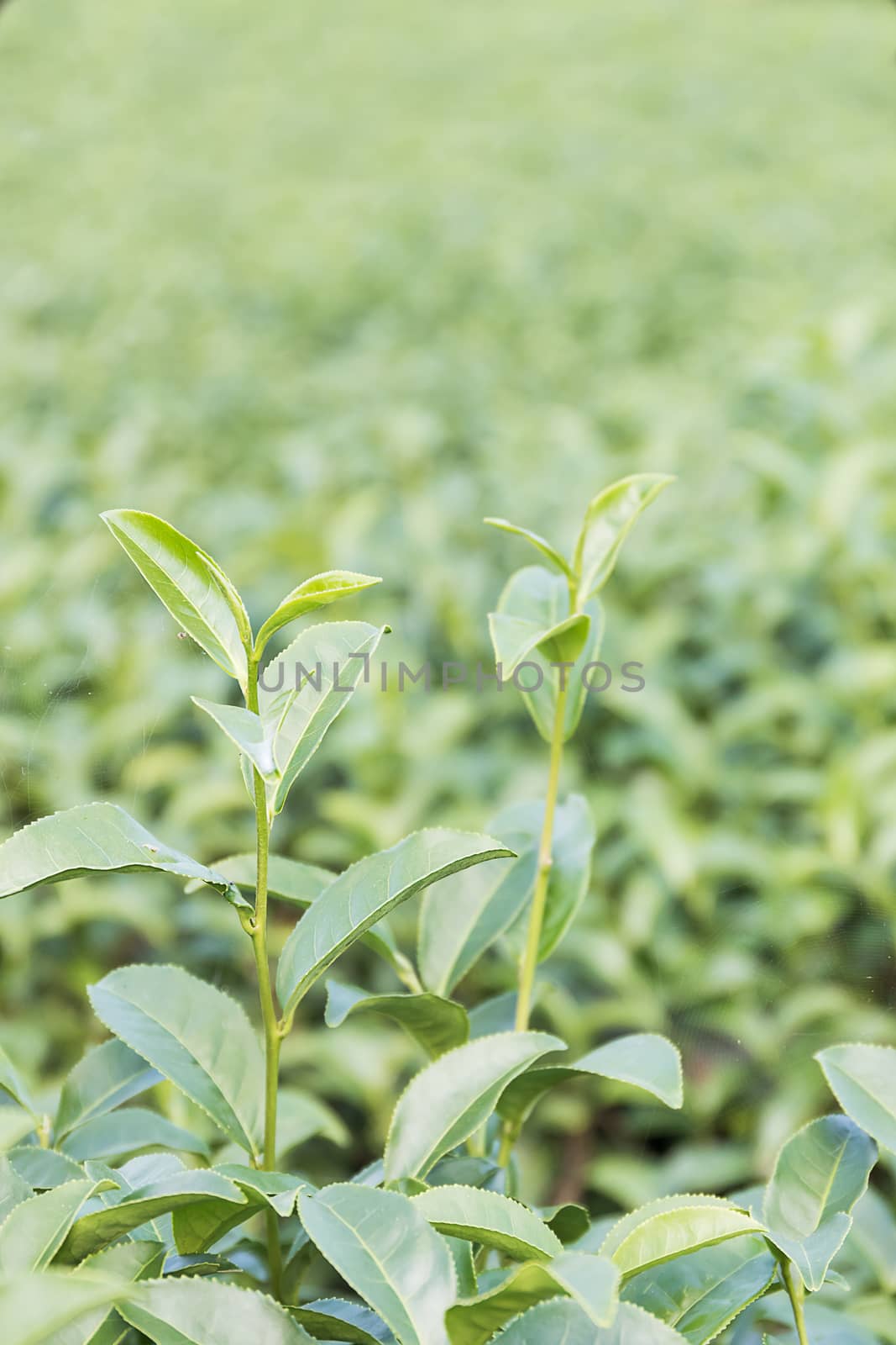 Close up Green tea plantation by stoonn