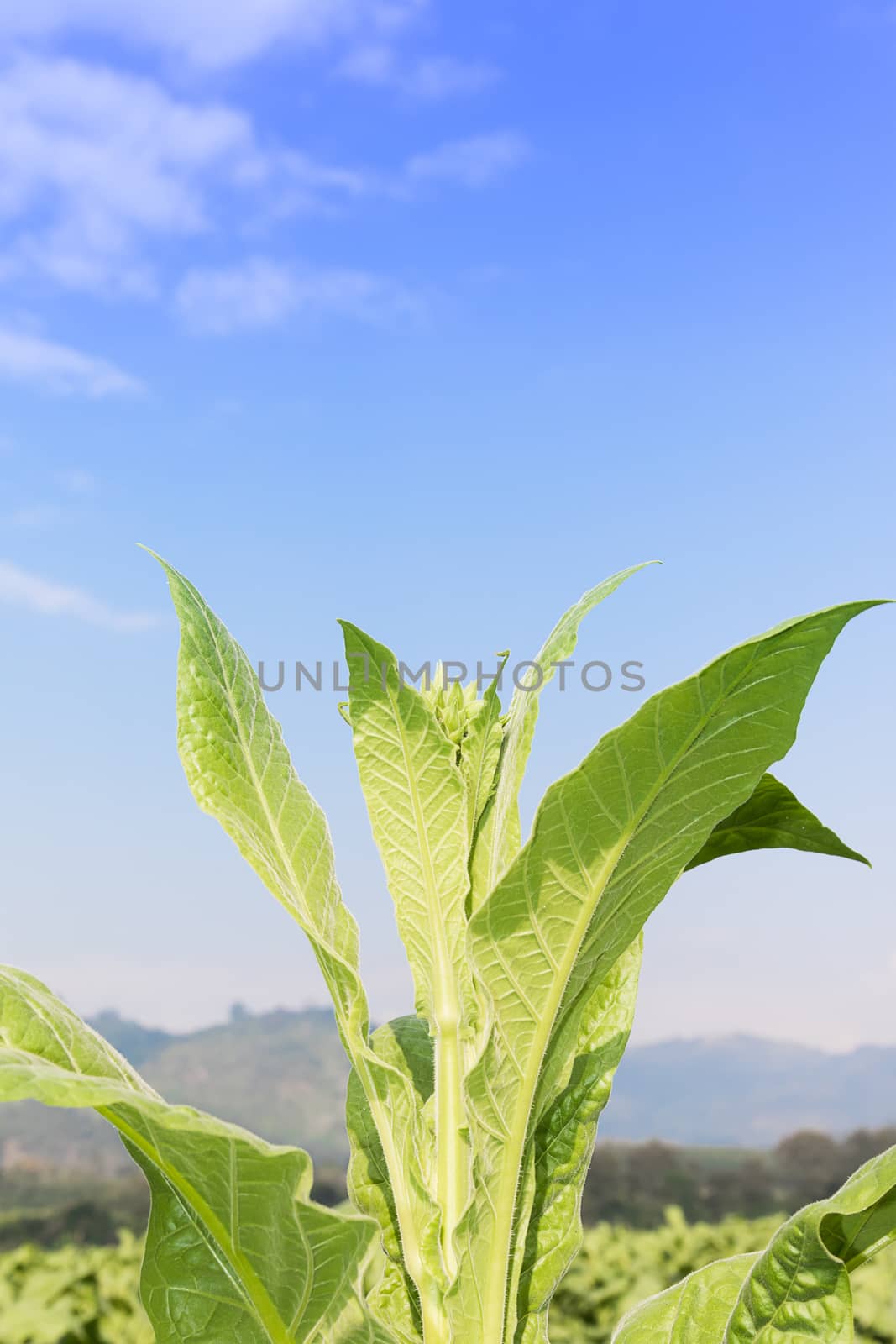Close up Nicotiana tabacum, the Common tobacco is an annually-growing herbaceous plant