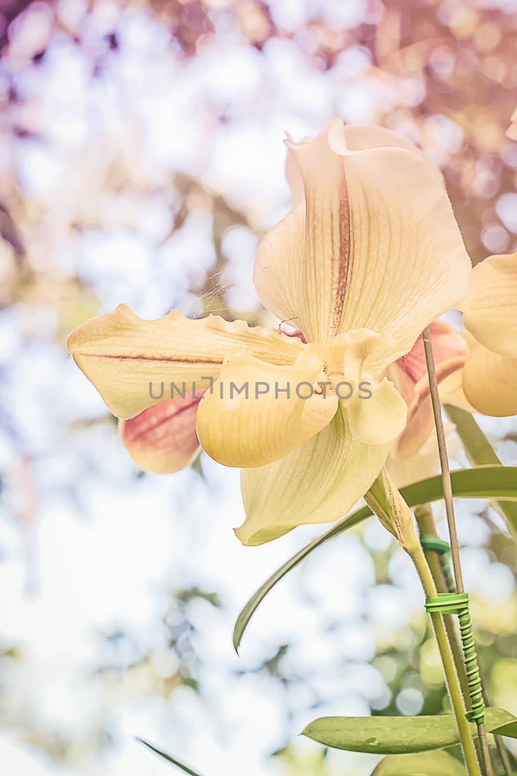 Close up yellow Paphiopedilum of Orchid flower by stoonn