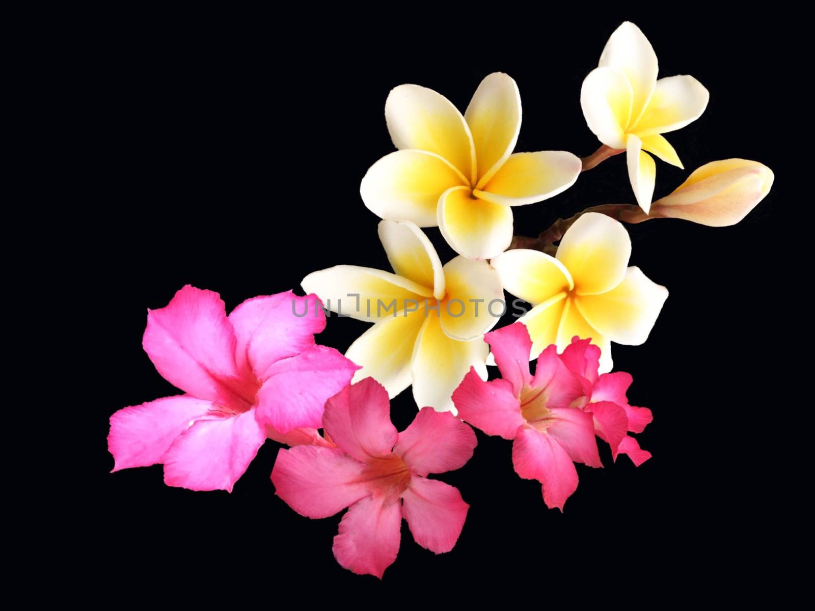 Plumeria exotic tropical flowers on black background for design. by Margolana