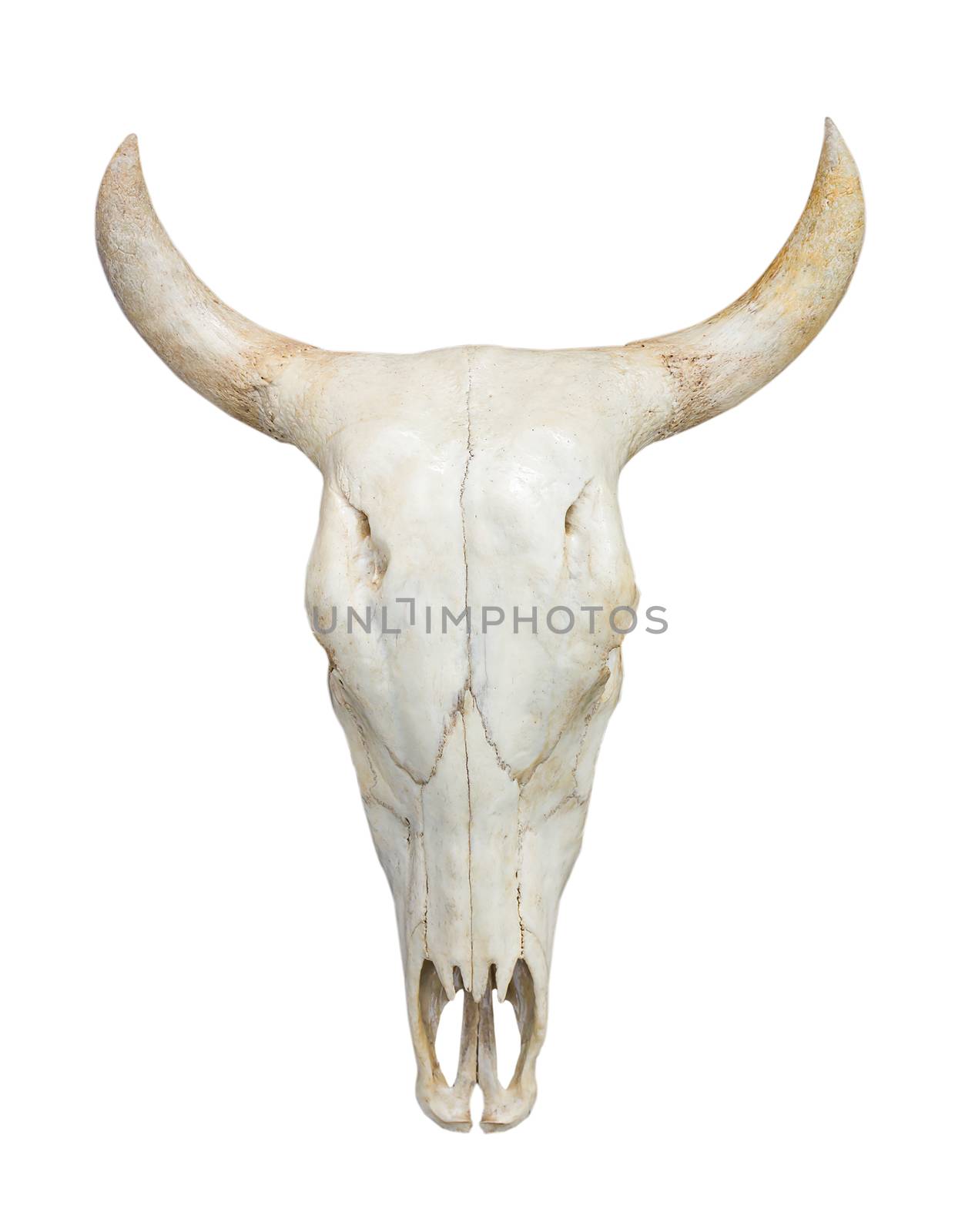 Head cow skull with horns isolate on white background