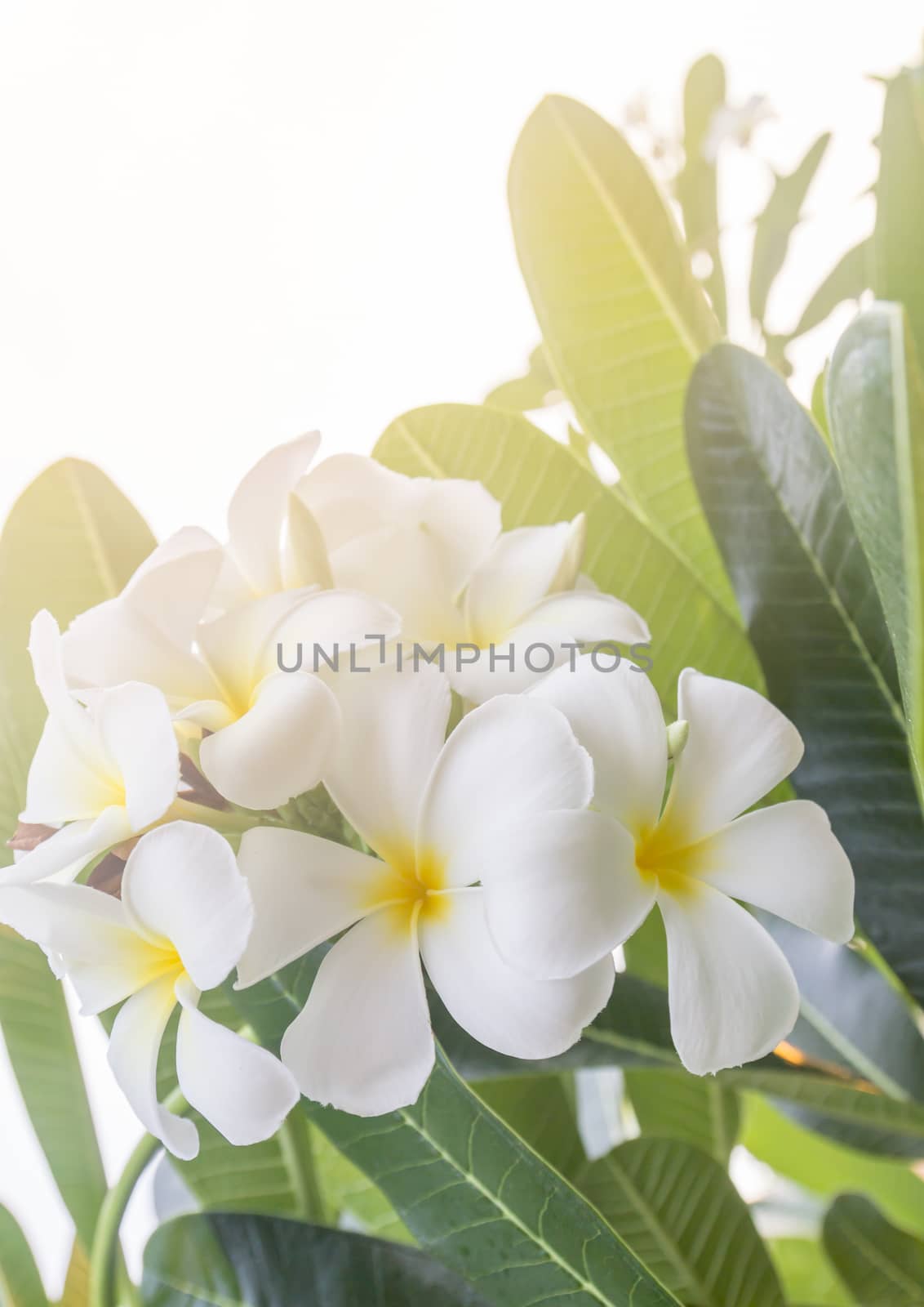 Close up Lan thom flower ,Beautiful white flower in thailand