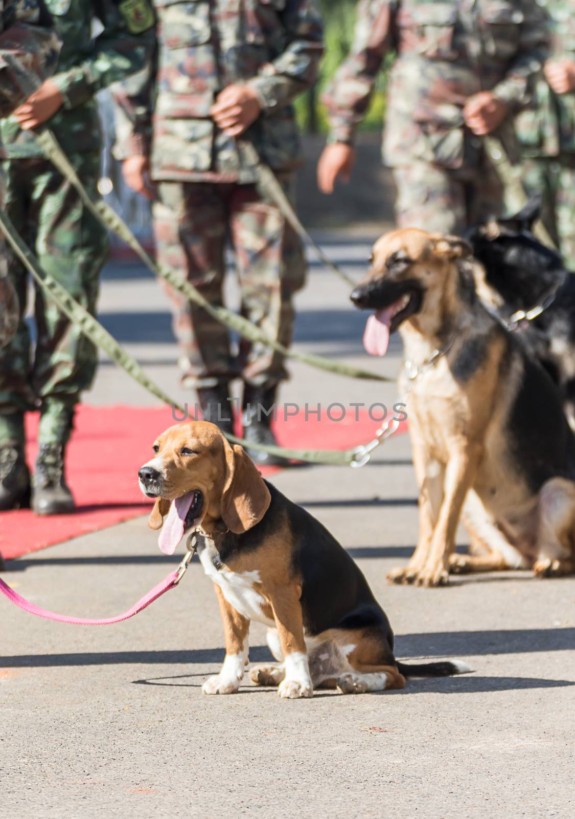 Army Soldier with dog, Training dogs of war