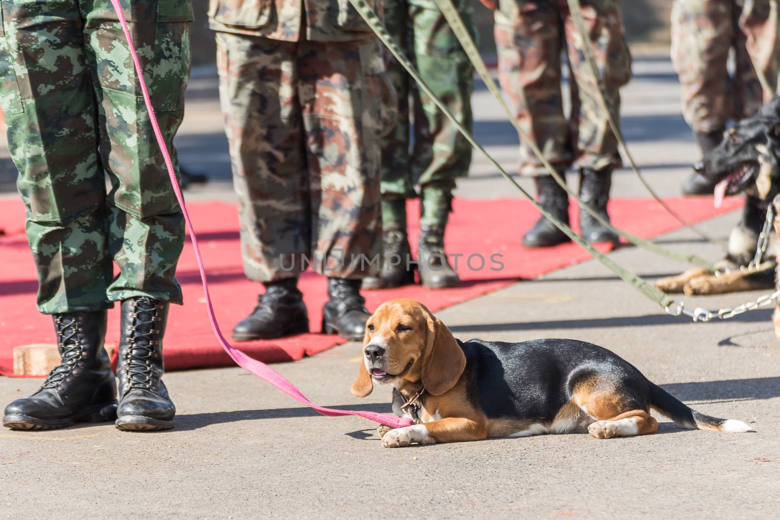 Army Soldier with dog, Training dogs of war