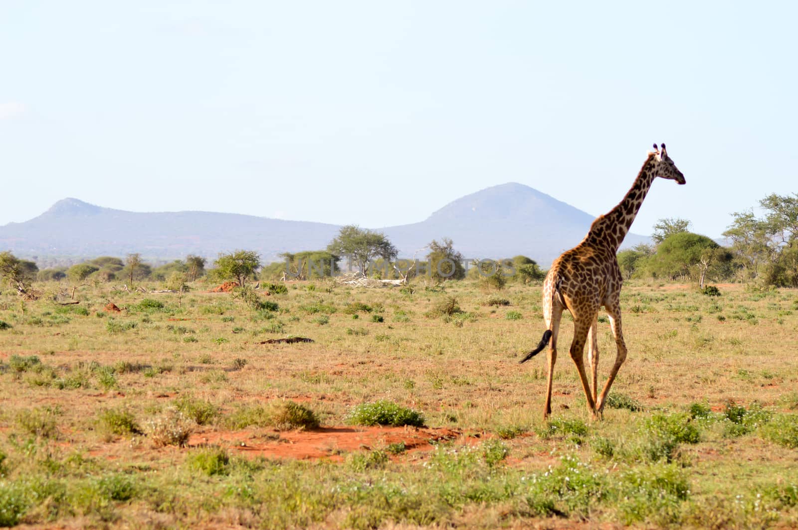 Giraffe in the savanna  by Philou1000