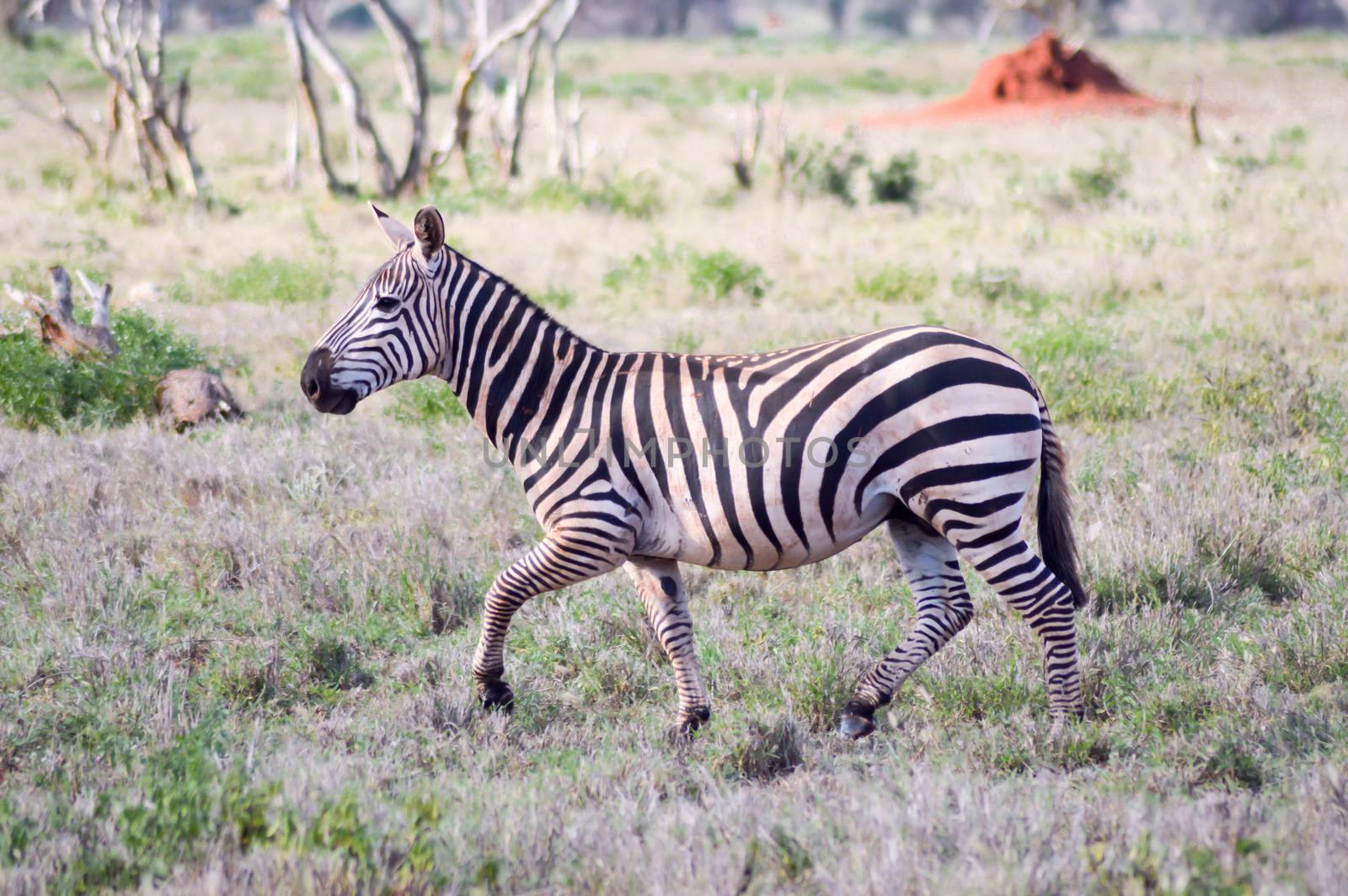 Zebra lying in the savanna of Tsavo West Park in Kenya