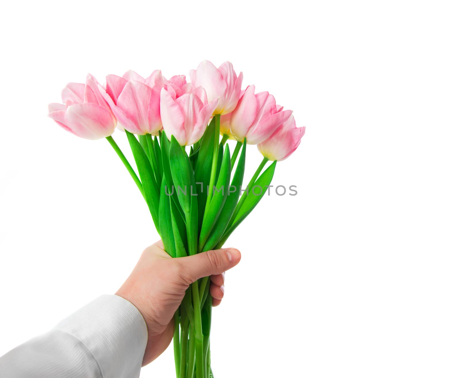 Beautiful Pink tulips flowers in hand isolated on white background. 8 march, Mother's Day concept. 
