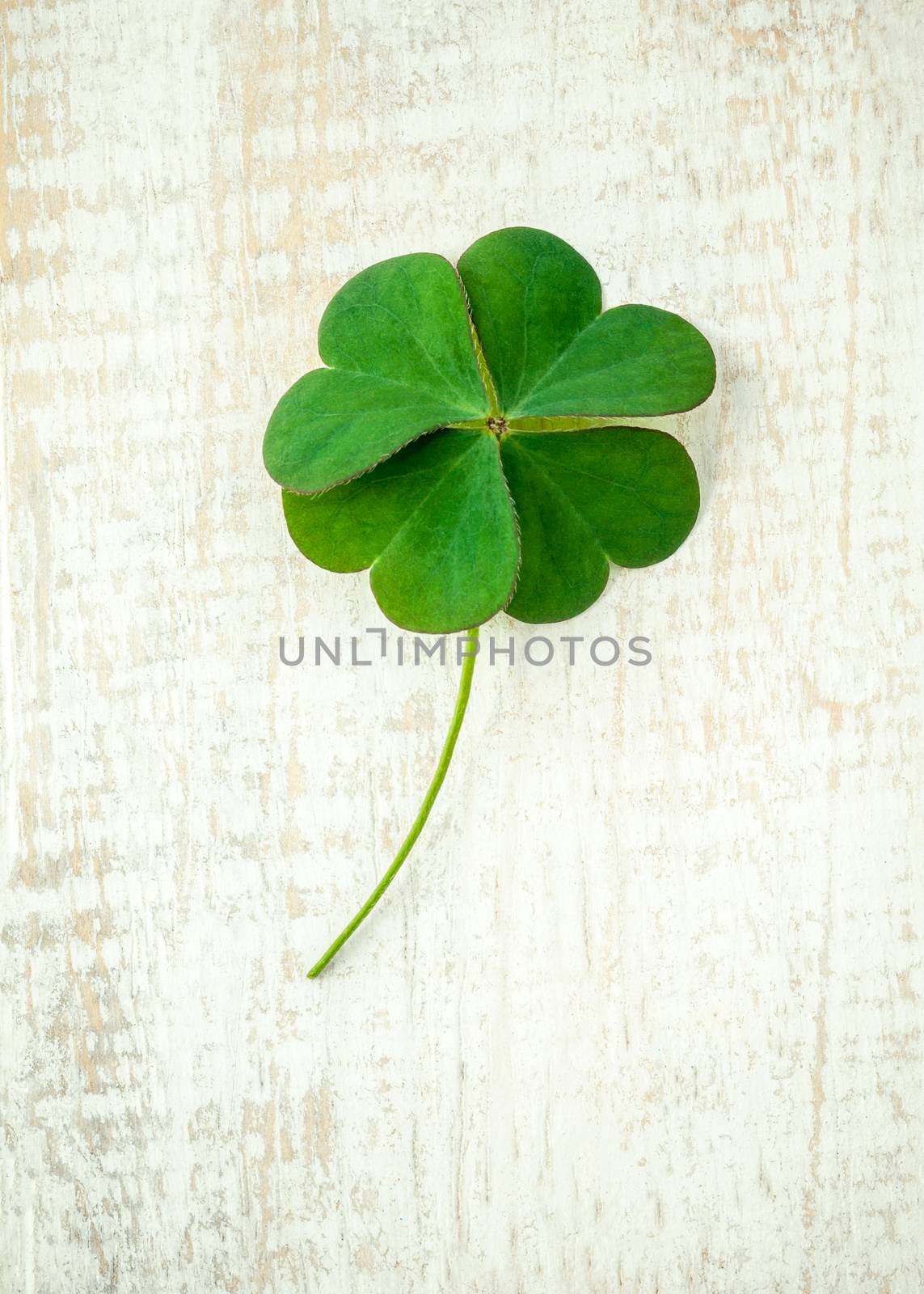 Clover leaves on shabby wooden background. The symbolic of Four  by kerdkanno