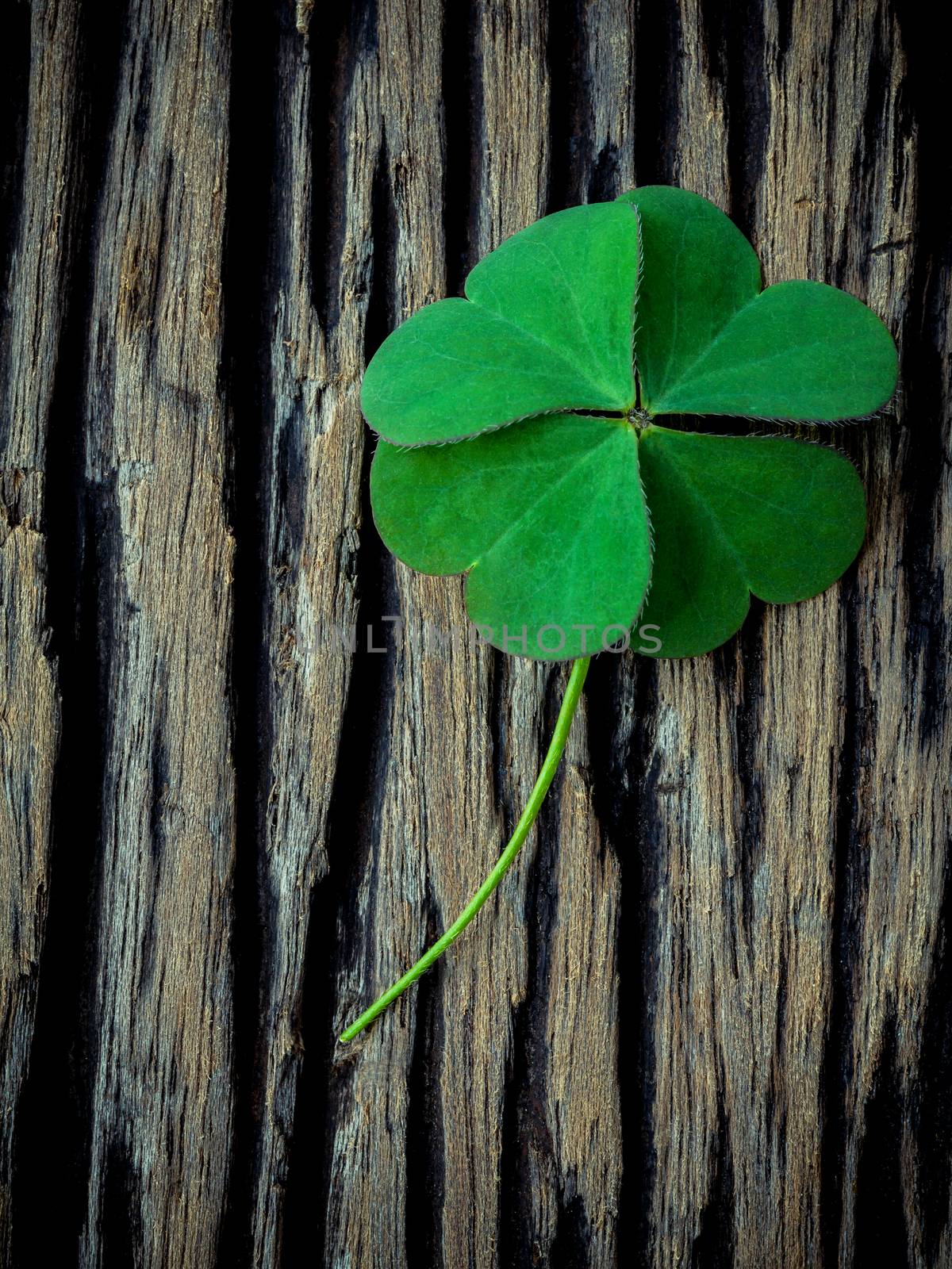 Clover leaves on shabby wooden background. The symbolic of Four Leaf Clover the first is for faith, the second is for hope, the third is for love, and the fourth is for luck.