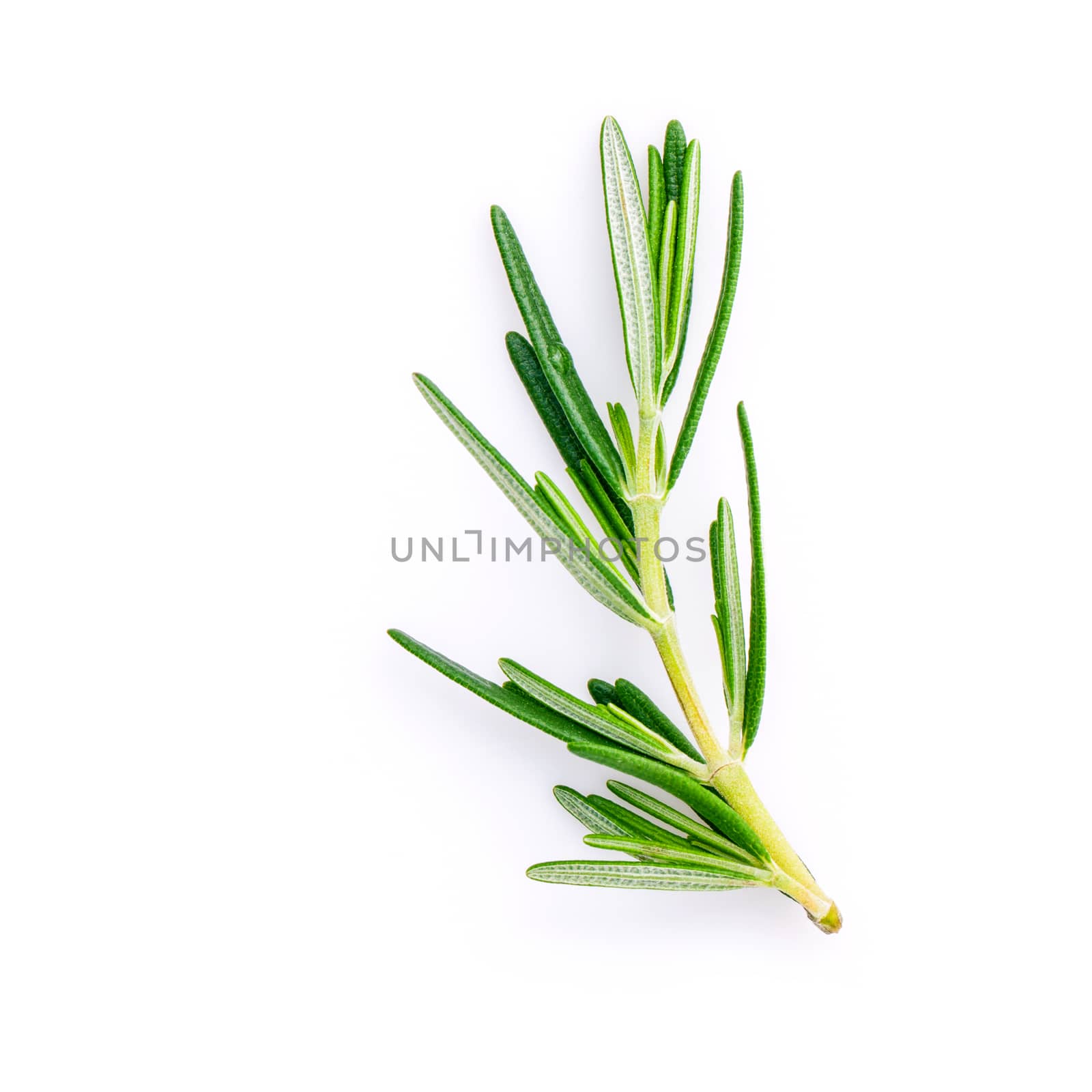 Closeup branch of fresh rosemary  isolated on white background. by kerdkanno